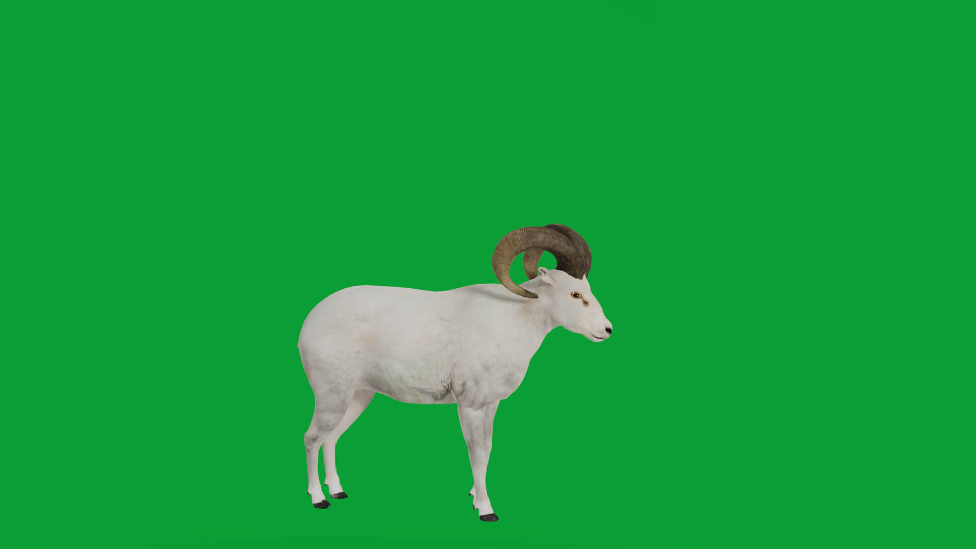 Dall Sheep Thinhorn Wild Sheep 3D Model
