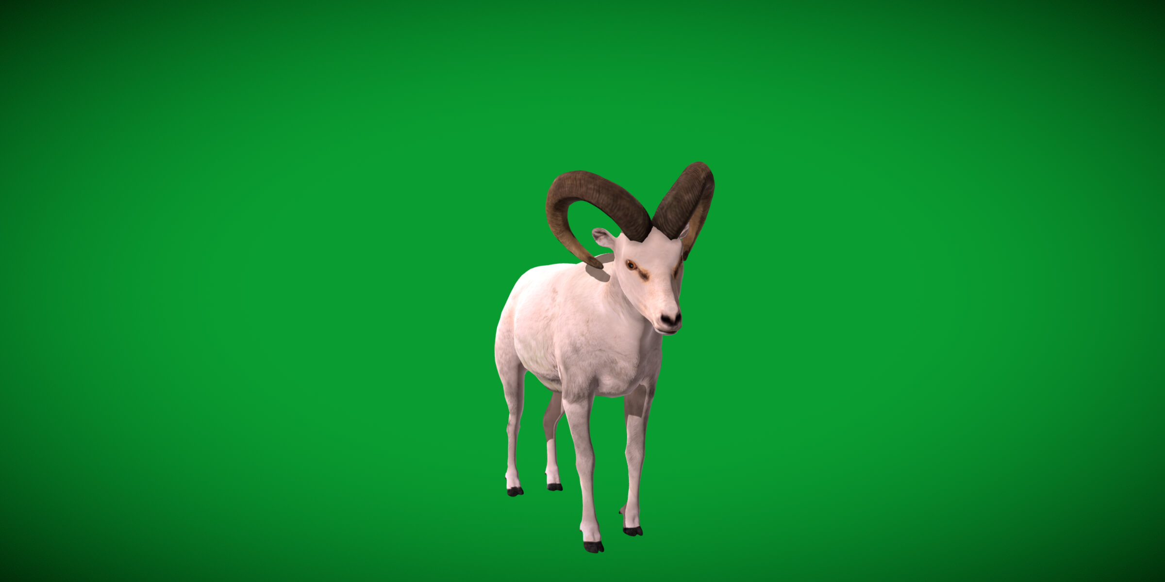 Dall Sheep Thinhorn Wild Sheep 3D Model