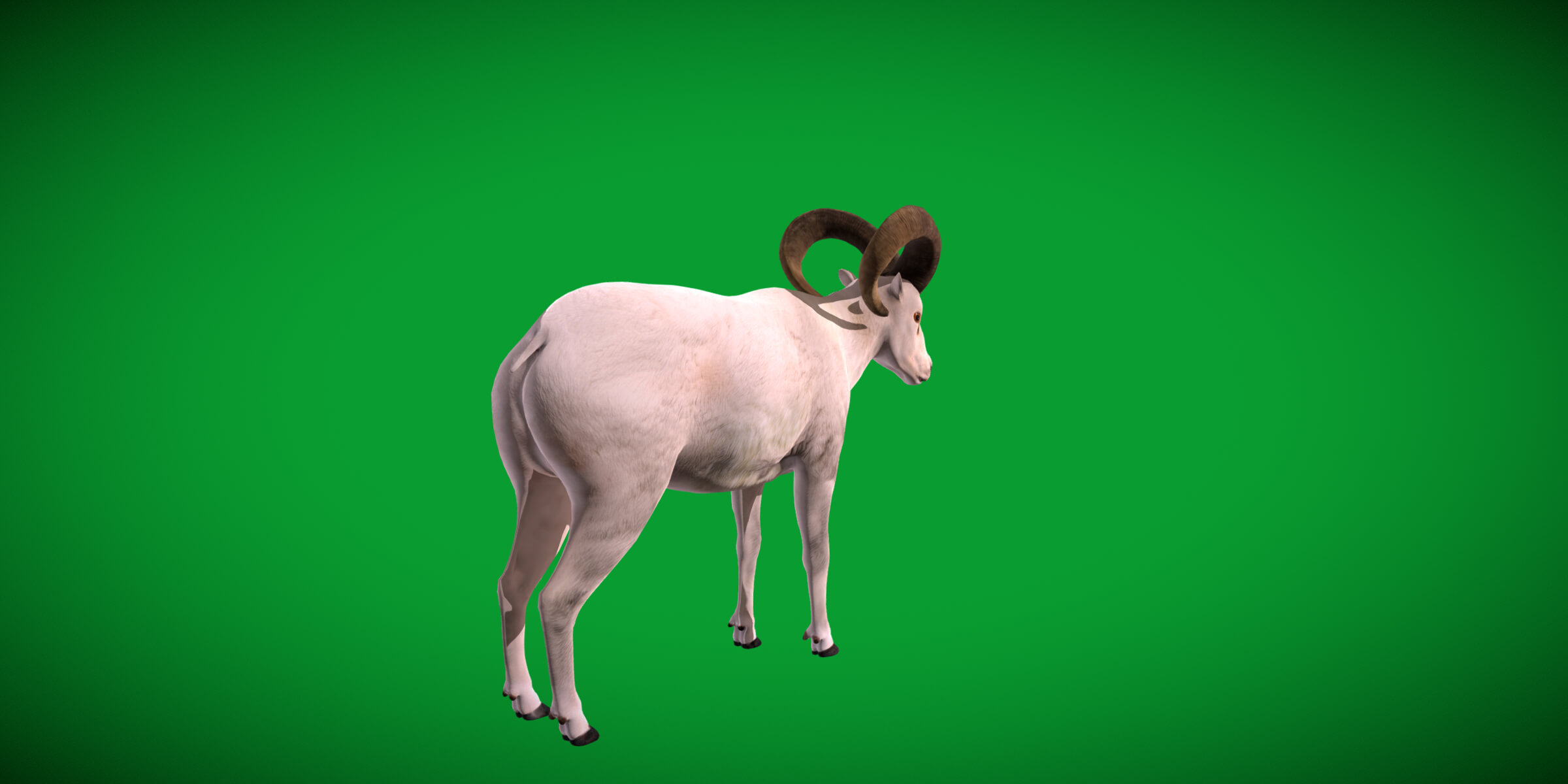 Dall Sheep Thinhorn Wild Sheep 3D Model