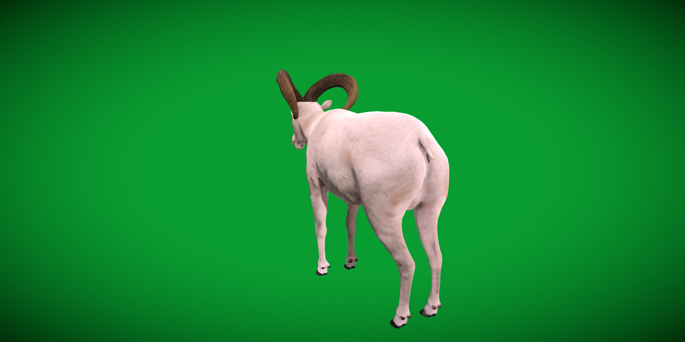 Dall Sheep Thinhorn Wild Sheep 3D Model
