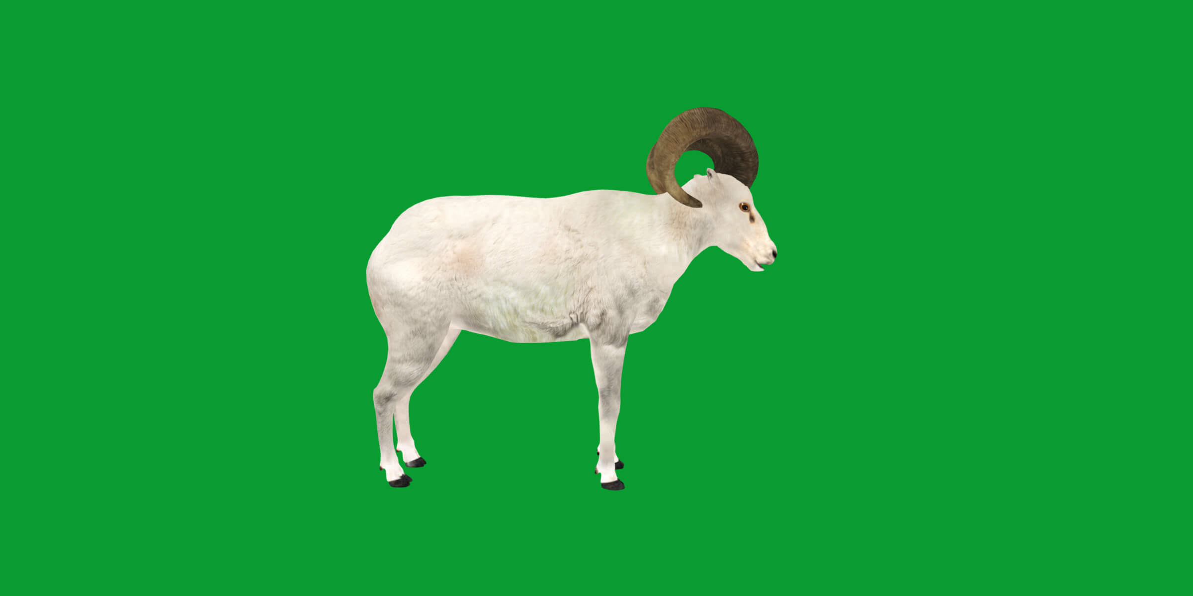 Dall Sheep Thinhorn Wild Sheep 3D Model
