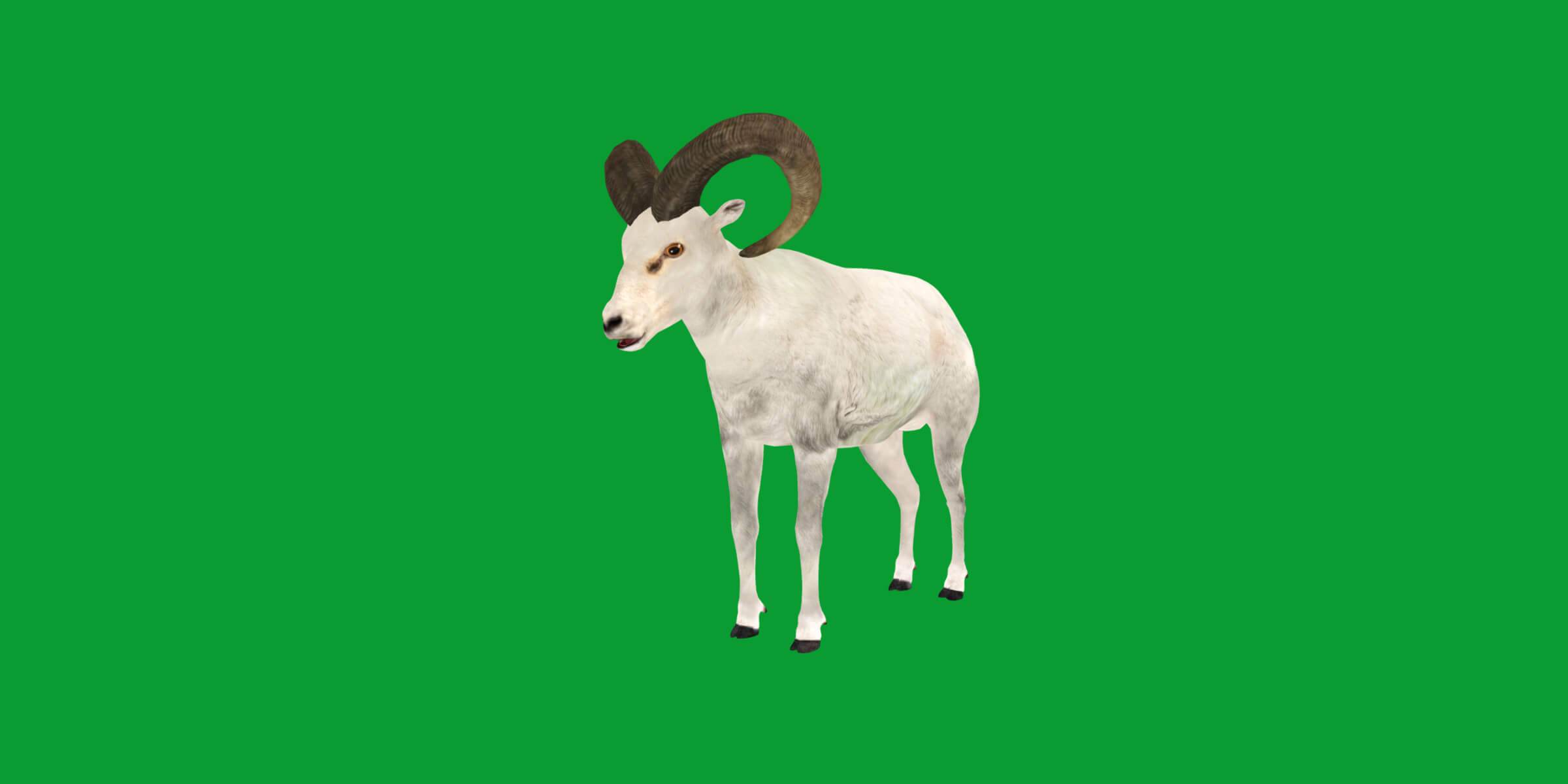 Dall Sheep Thinhorn Wild Sheep 3D Model