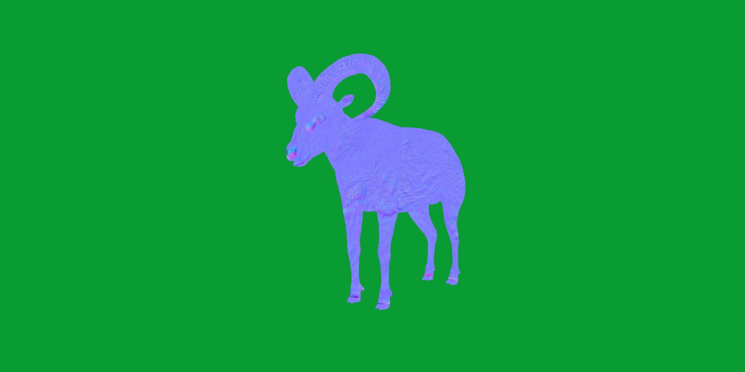 Dall Sheep Thinhorn Wild Sheep 3D Model