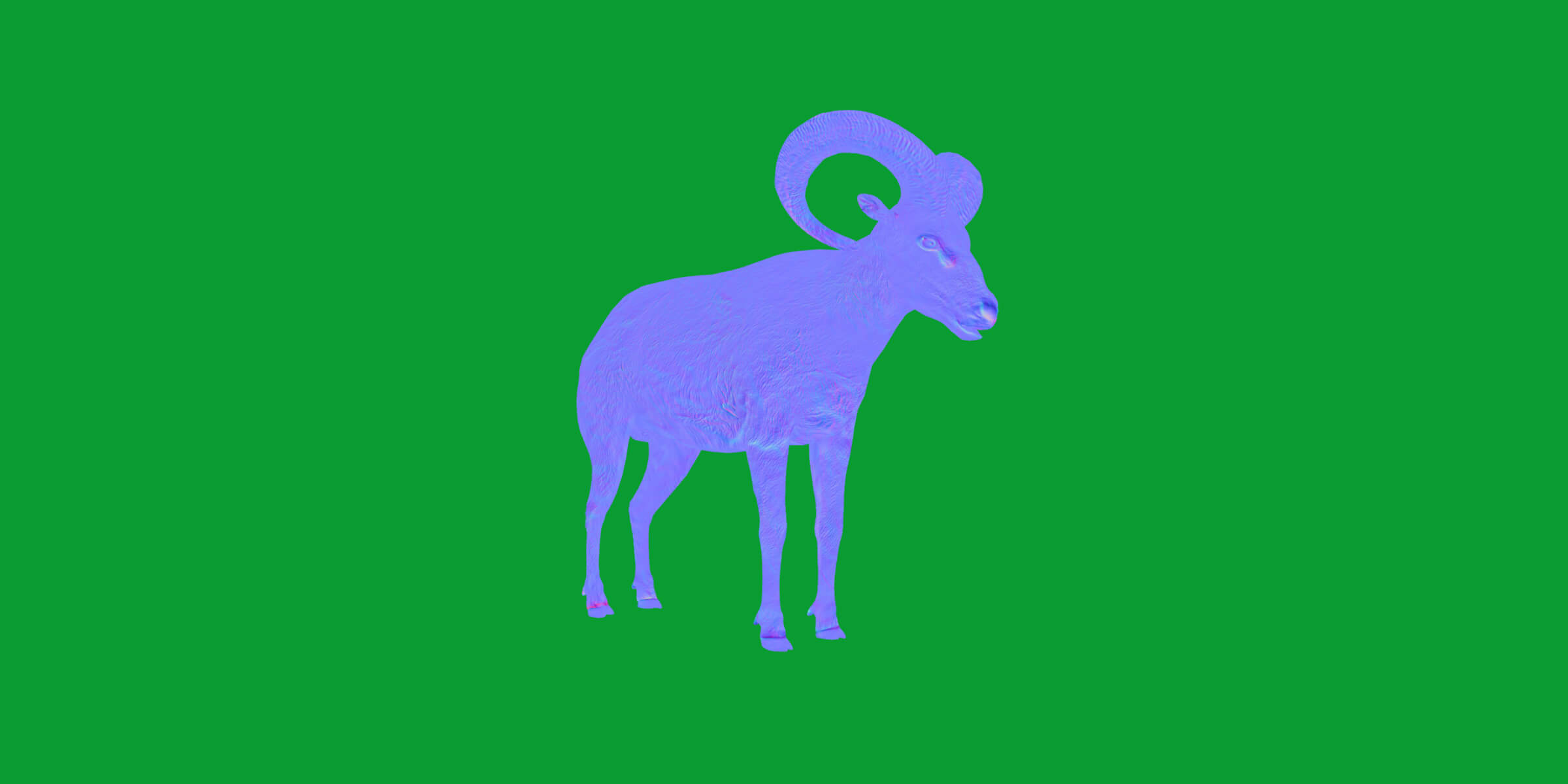 Dall Sheep Thinhorn Wild Sheep 3D Model