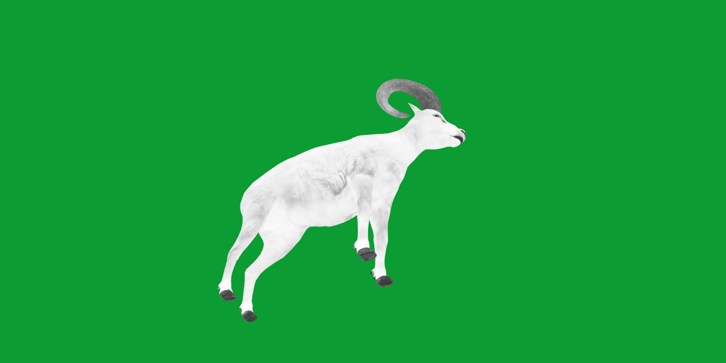 Dall Sheep Thinhorn Wild Sheep 3D Model