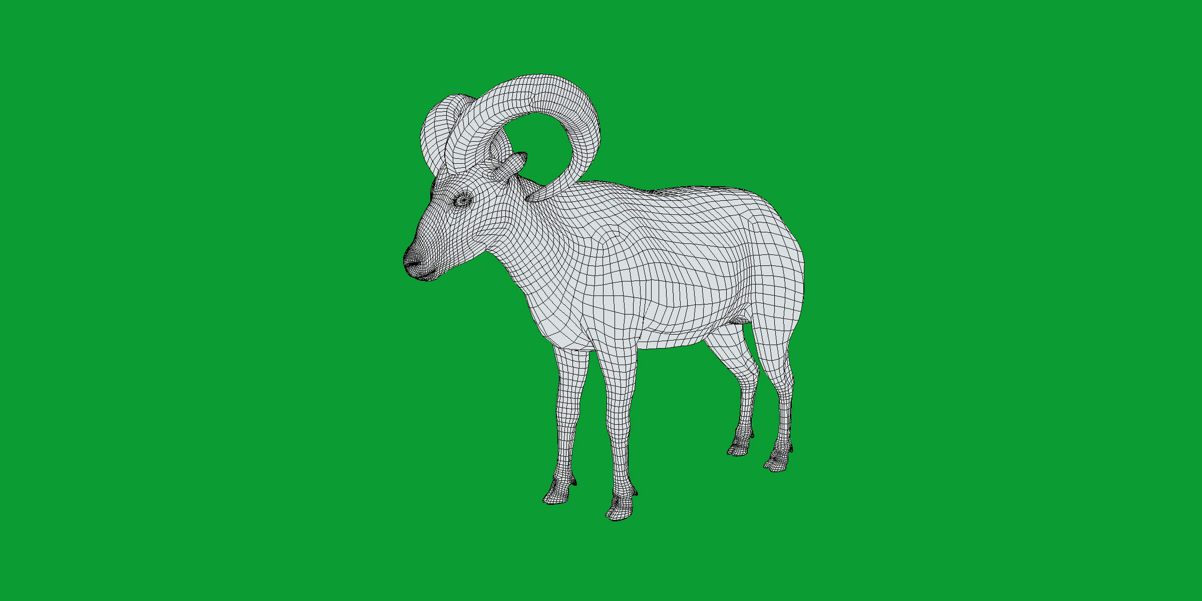 Dall Sheep Thinhorn Wild Sheep 3D Model