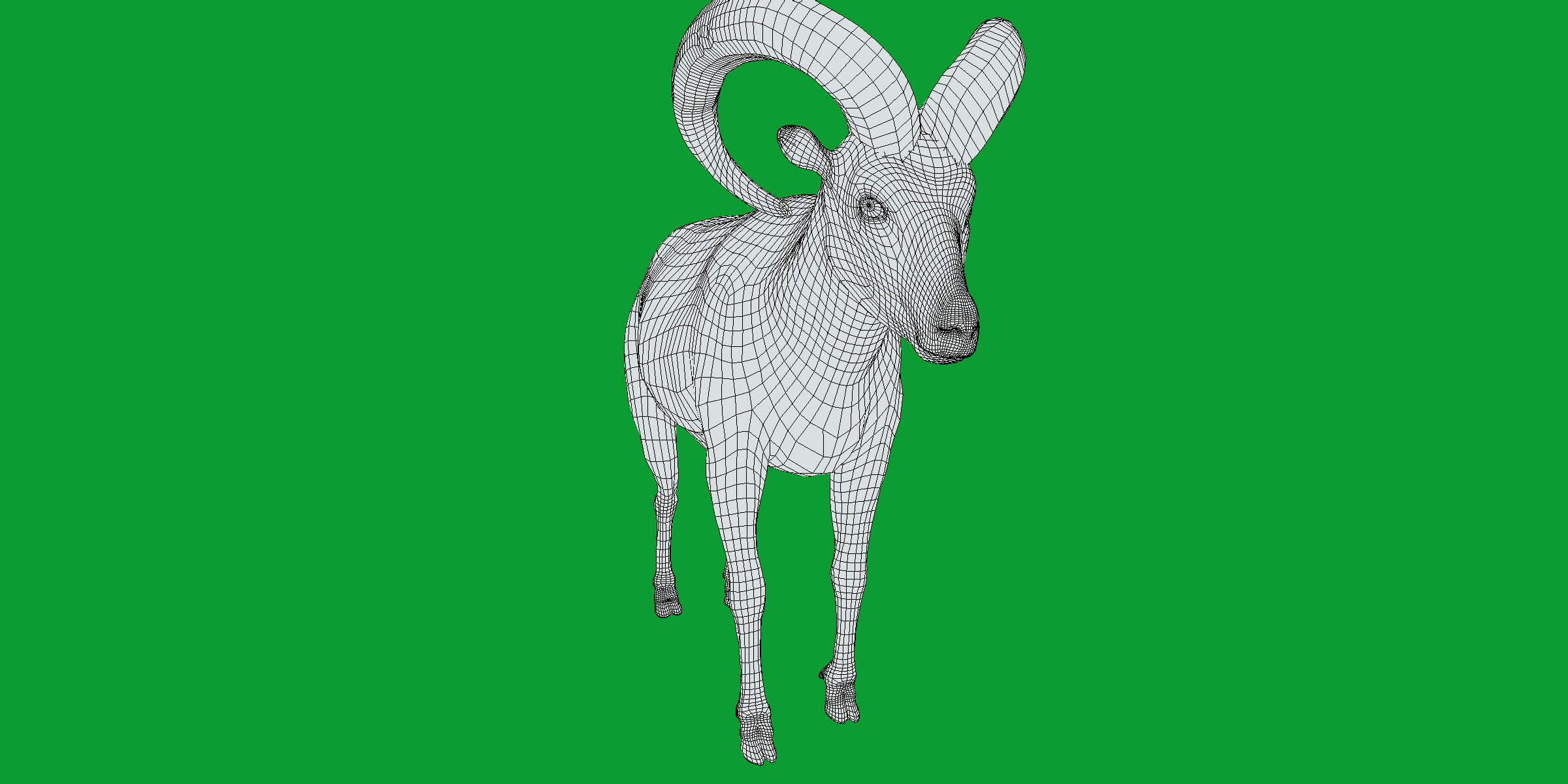 Dall Sheep Thinhorn Wild Sheep 3D Model