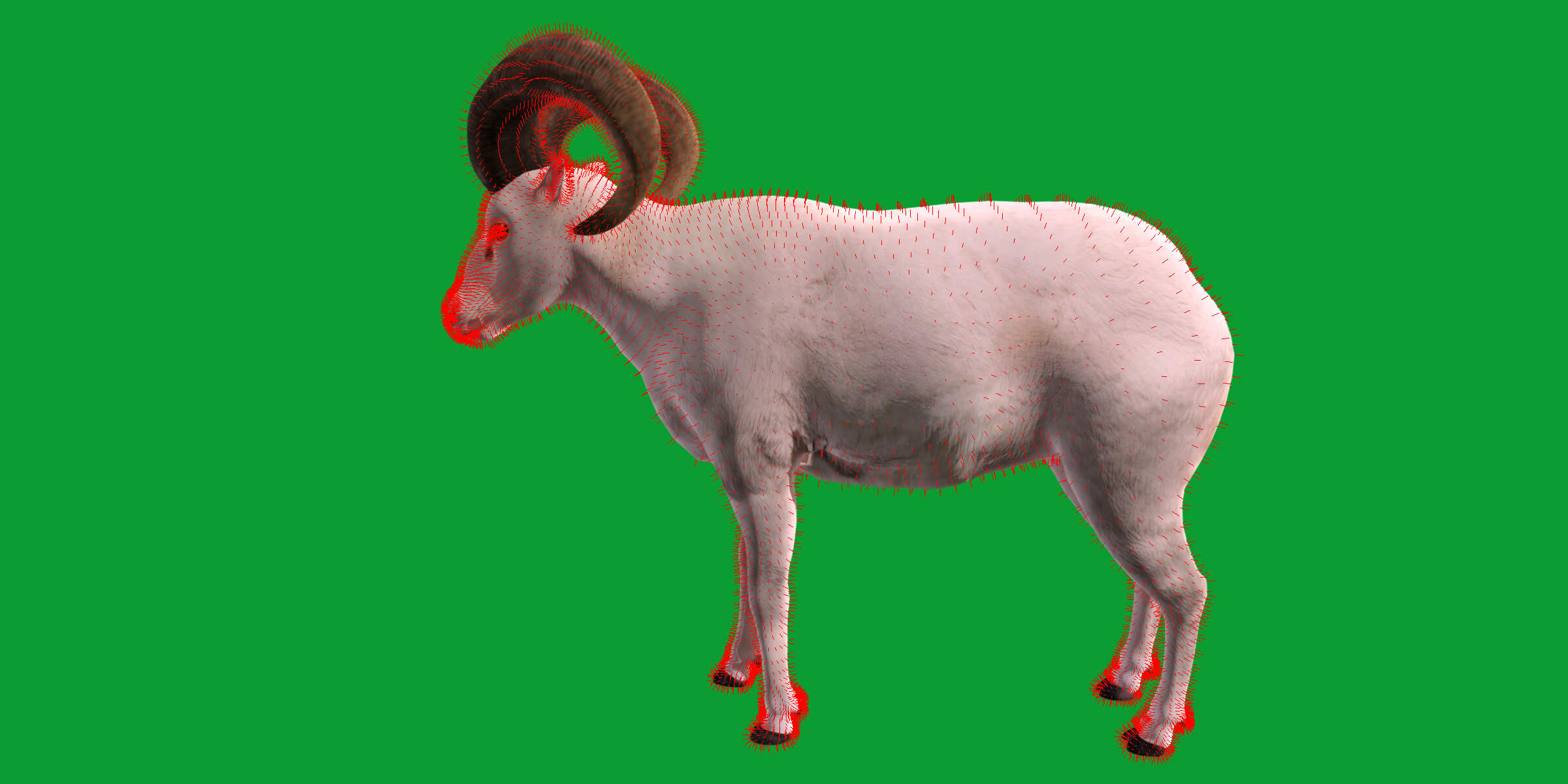 Dall Sheep Thinhorn Wild Sheep 3D Model