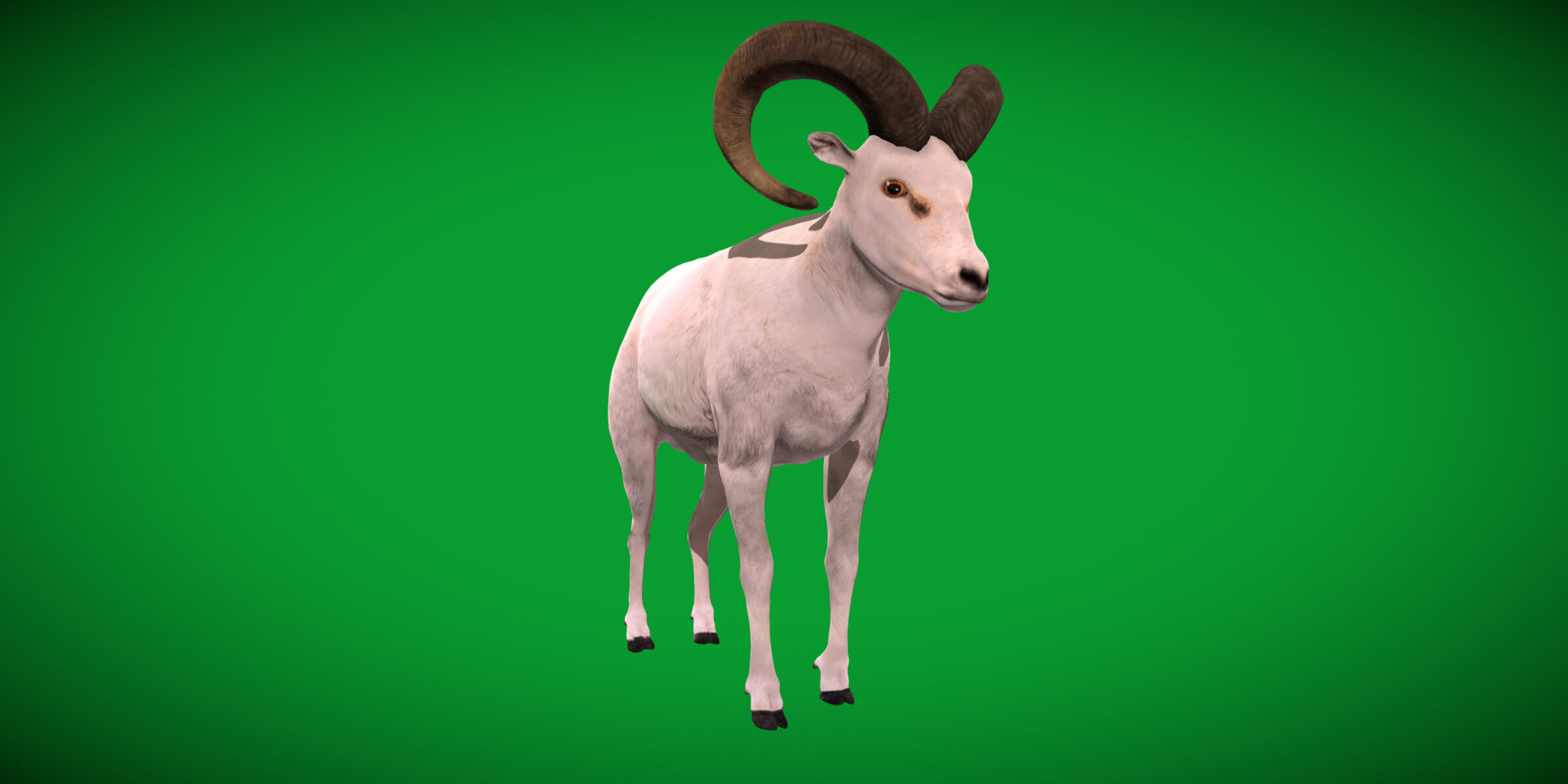 Dall Sheep Thinhorn Wild Sheep 3D Model