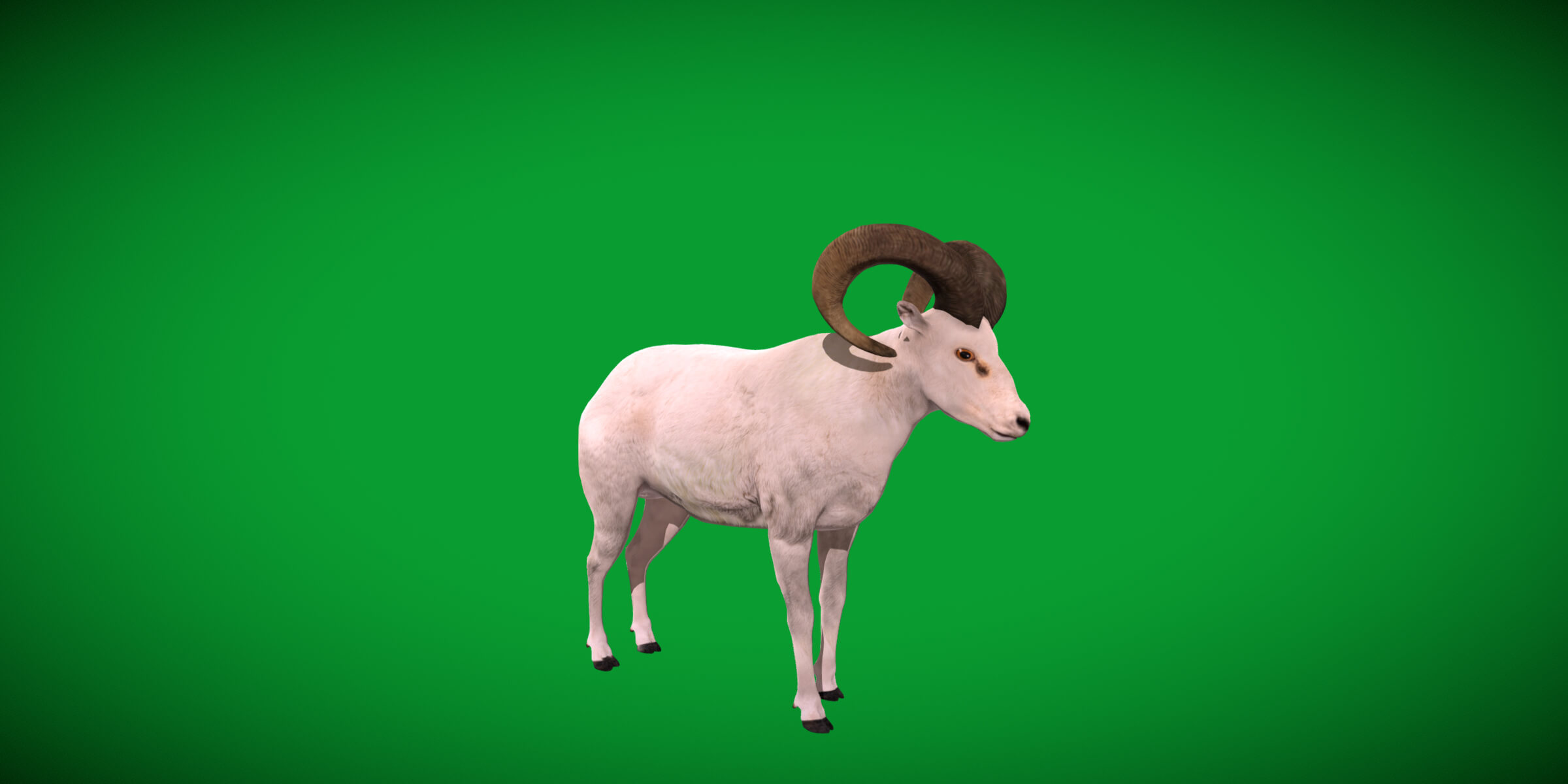 Dall Sheep Thinhorn Wild Sheep 3D Model