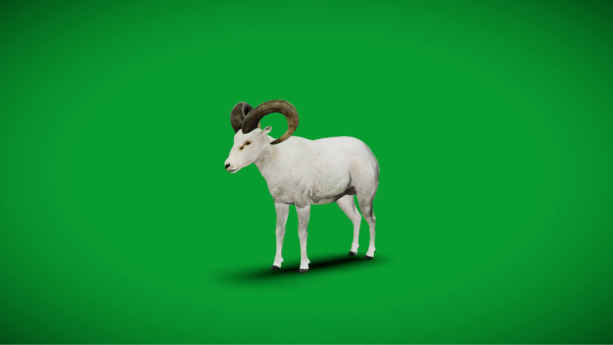 Dall Sheep Thinhorn Wild Sheep 3D Model
