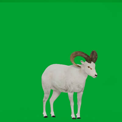 Dall Sheep Thinhorn Wild Sheep