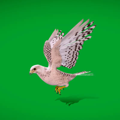 Gyrfalcon Bird Falcon