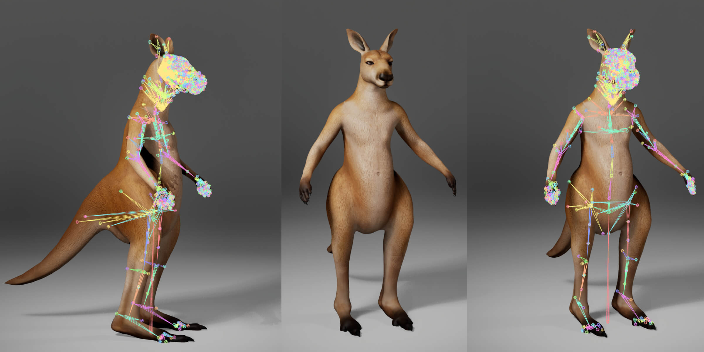 Kangaroo Metahuman Character 3D Model