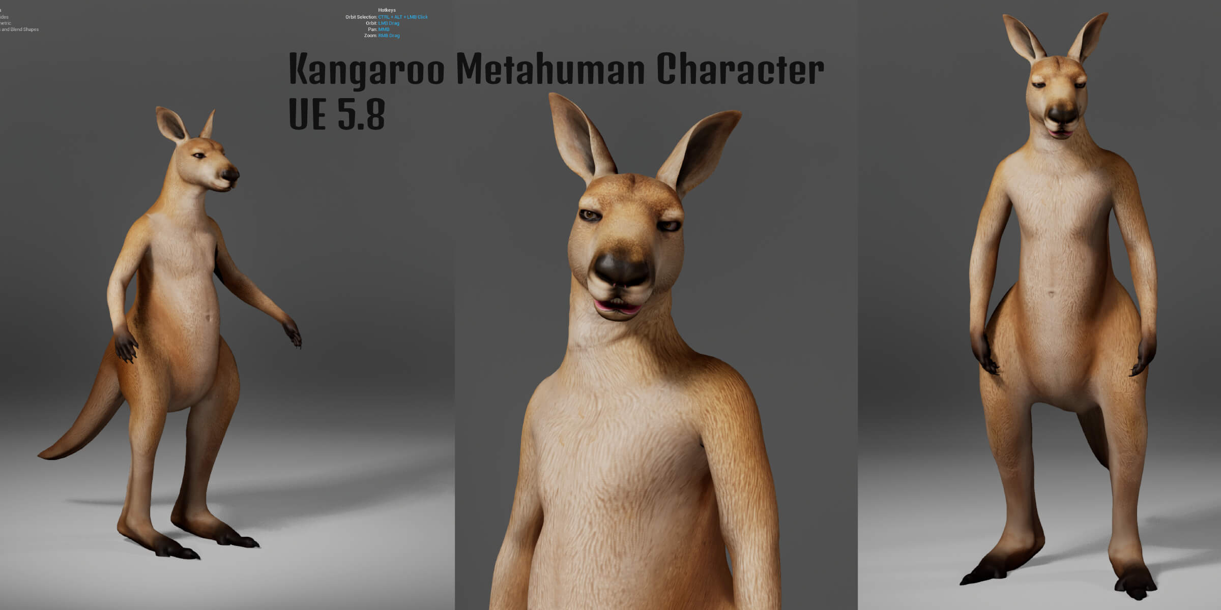 Kangaroo Metahuman Character 3D Model
