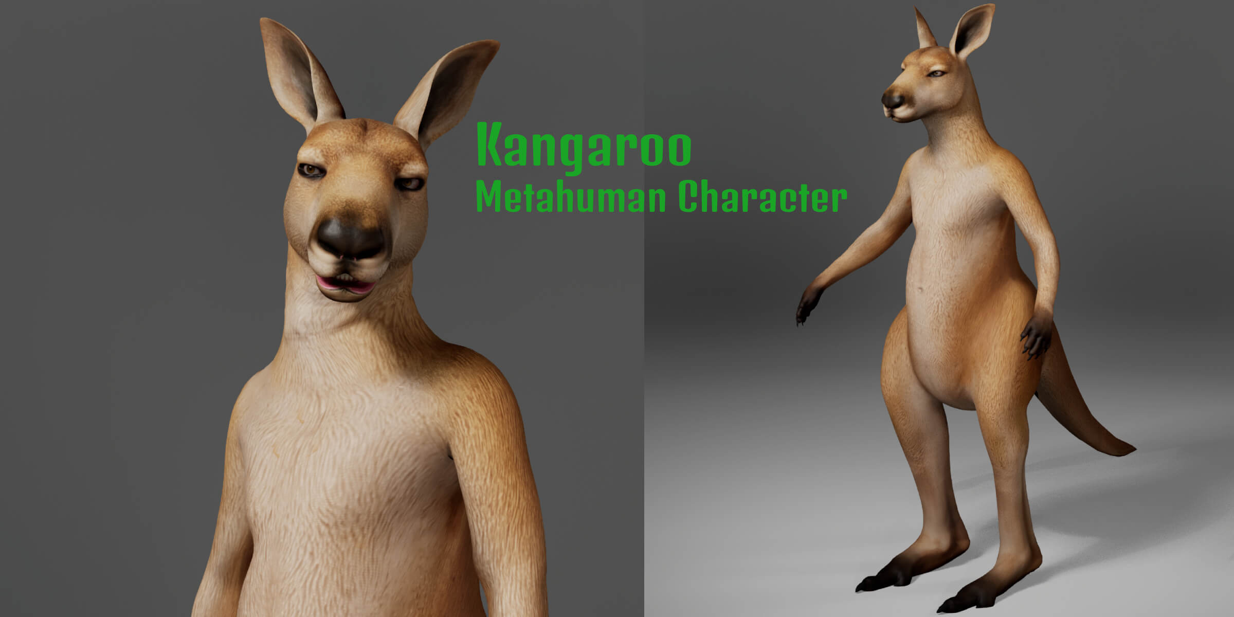 Kangaroo Metahuman Character 3D Model