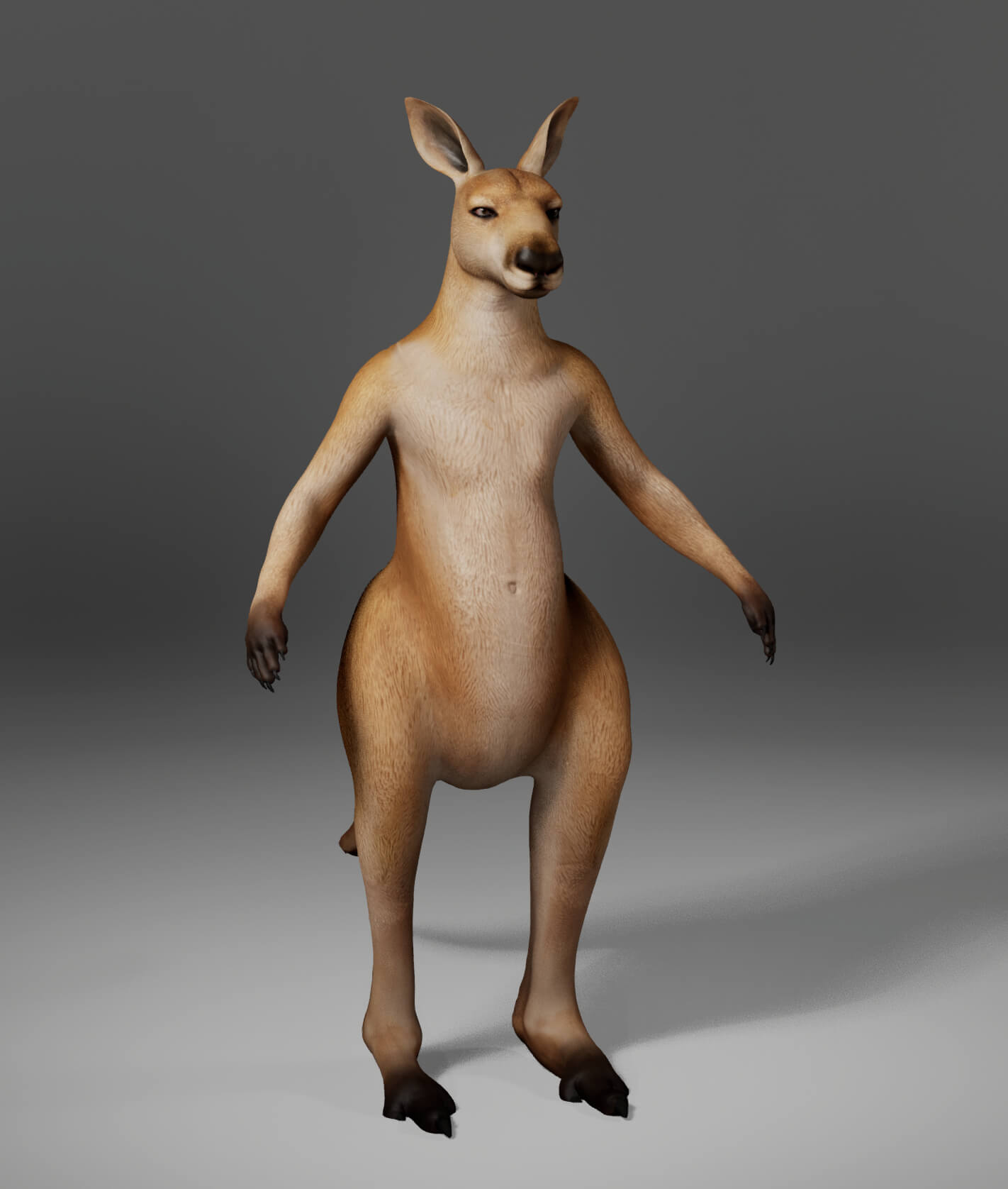 Kangaroo Metahuman Character 3D Model