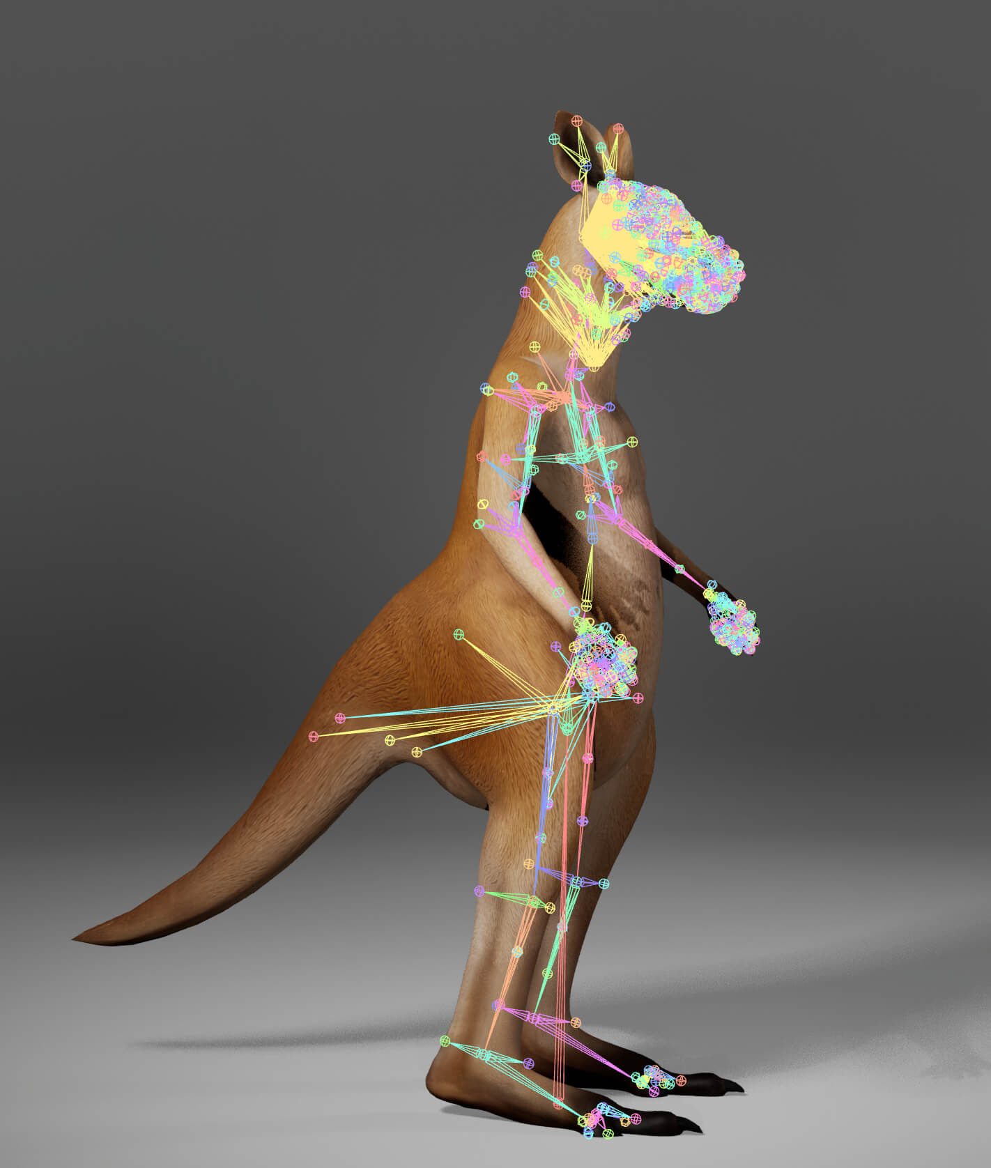 Kangaroo Metahuman Character 3D Model
