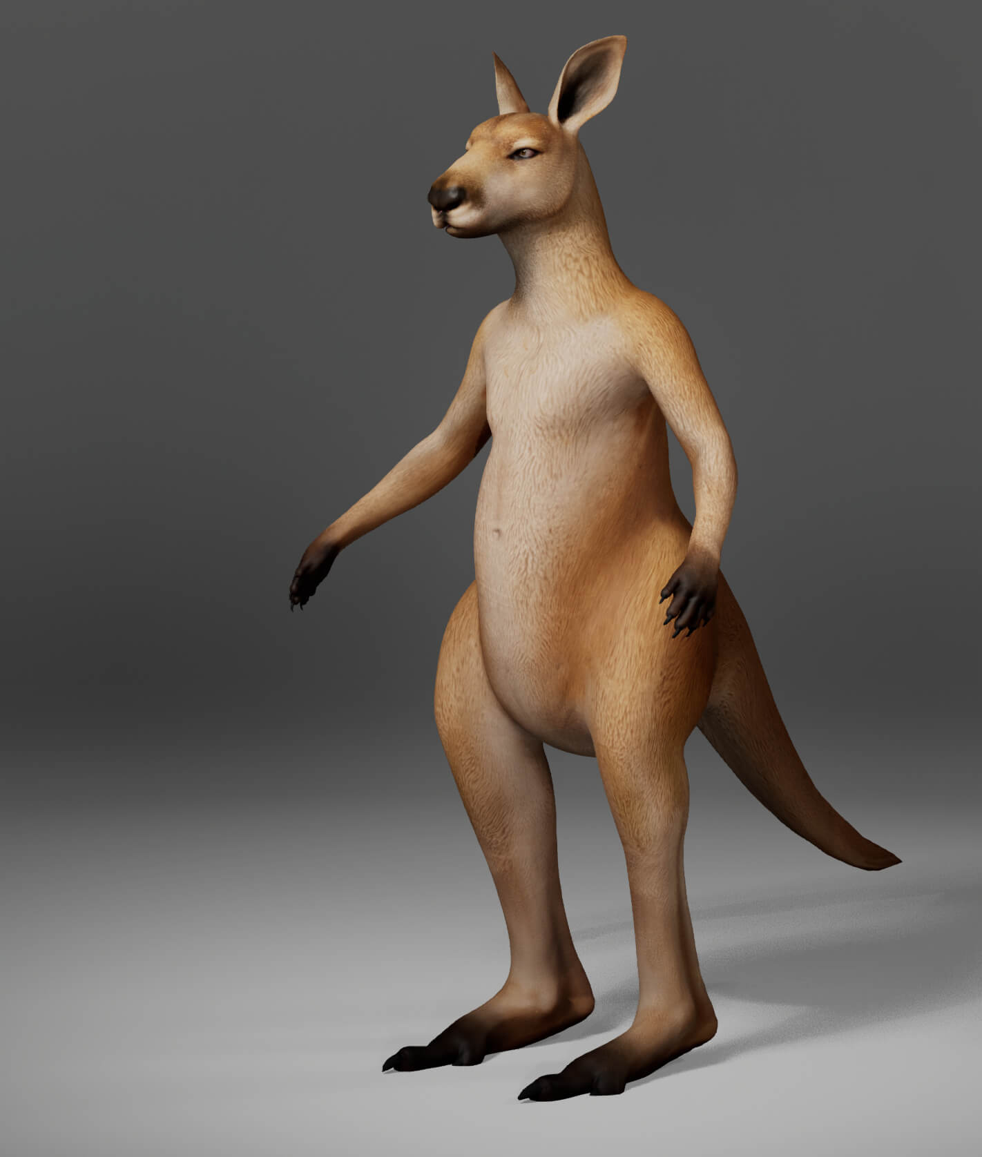Kangaroo Metahuman Character 3D Model