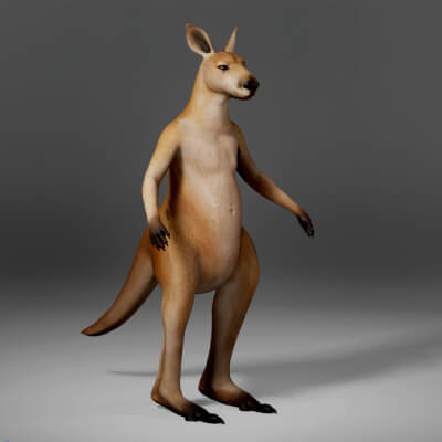Kangaroo Metahuman Character