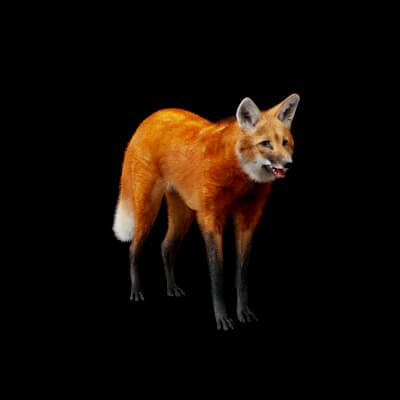 Maned Wolf Endangered