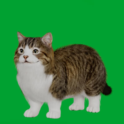 Munchkin Dwarf Cat