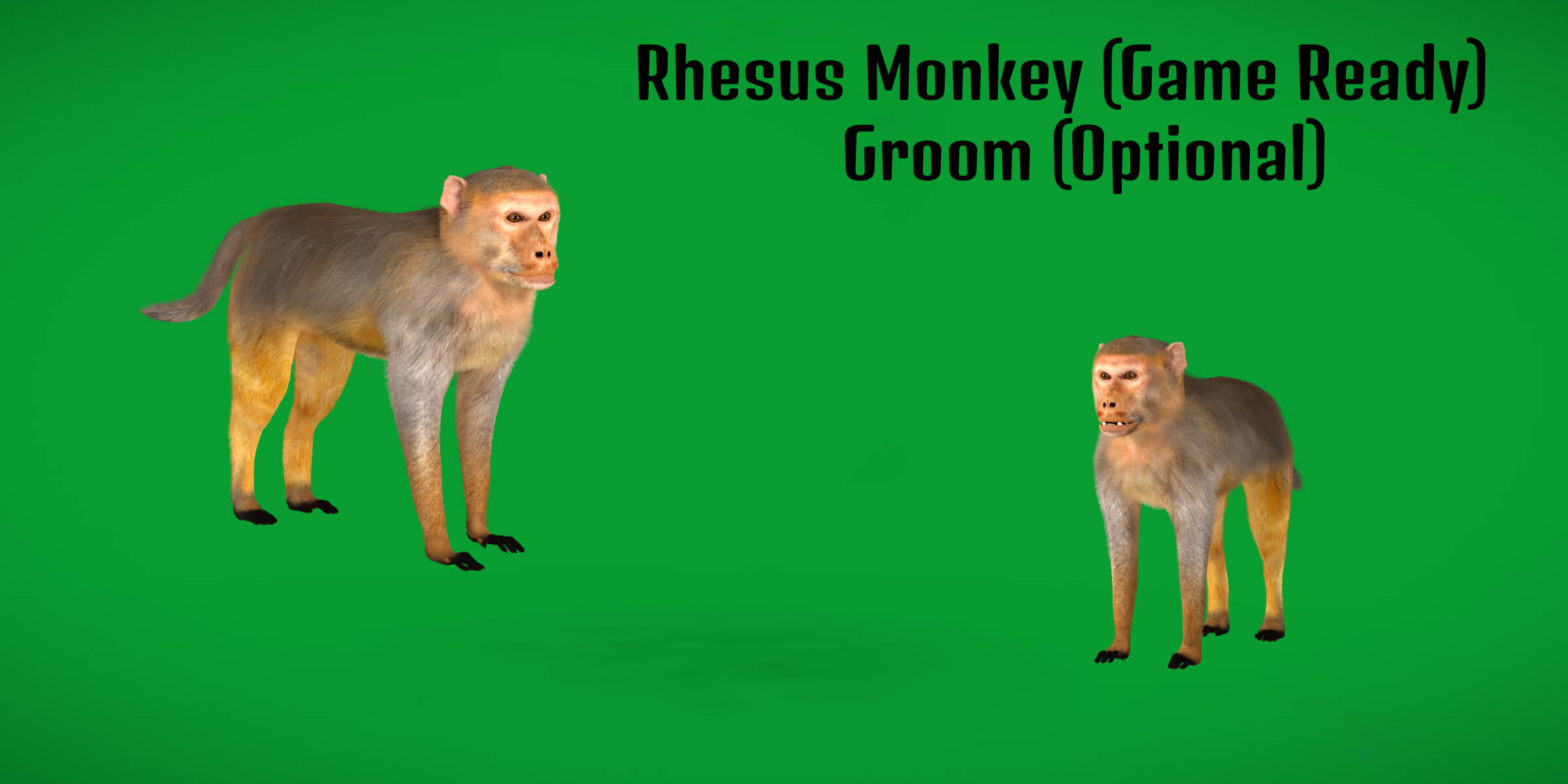 Rhesus Macaque Monkey 3D Model