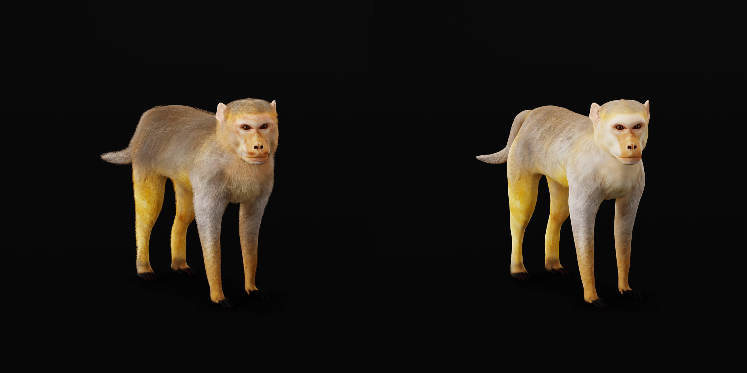 Rhesus Macaque Monkey 3D Model