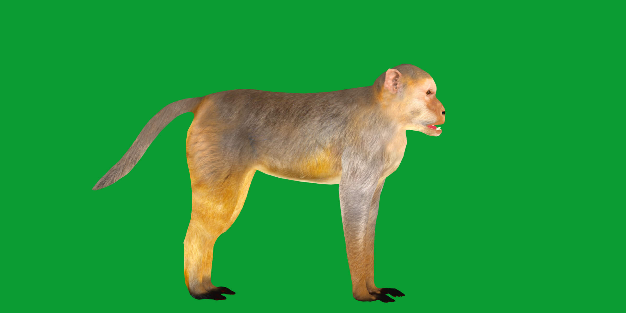 Rhesus Macaque Monkey 3D Model
