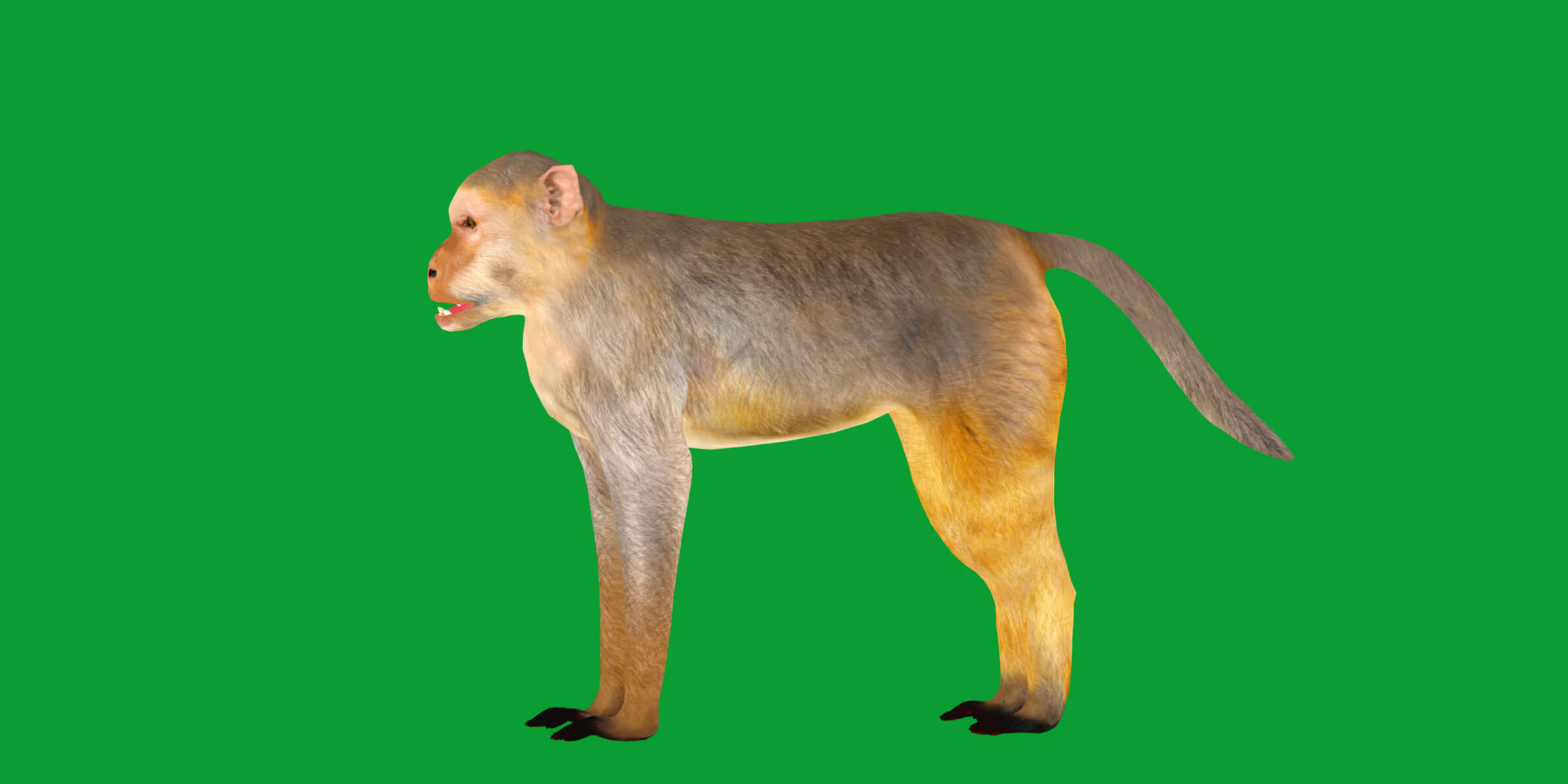 Rhesus Macaque Monkey 3D Model