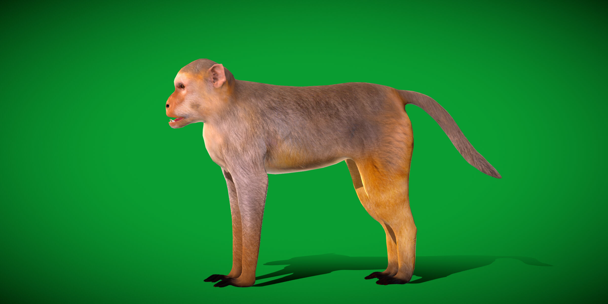 Rhesus Macaque Monkey 3D Model