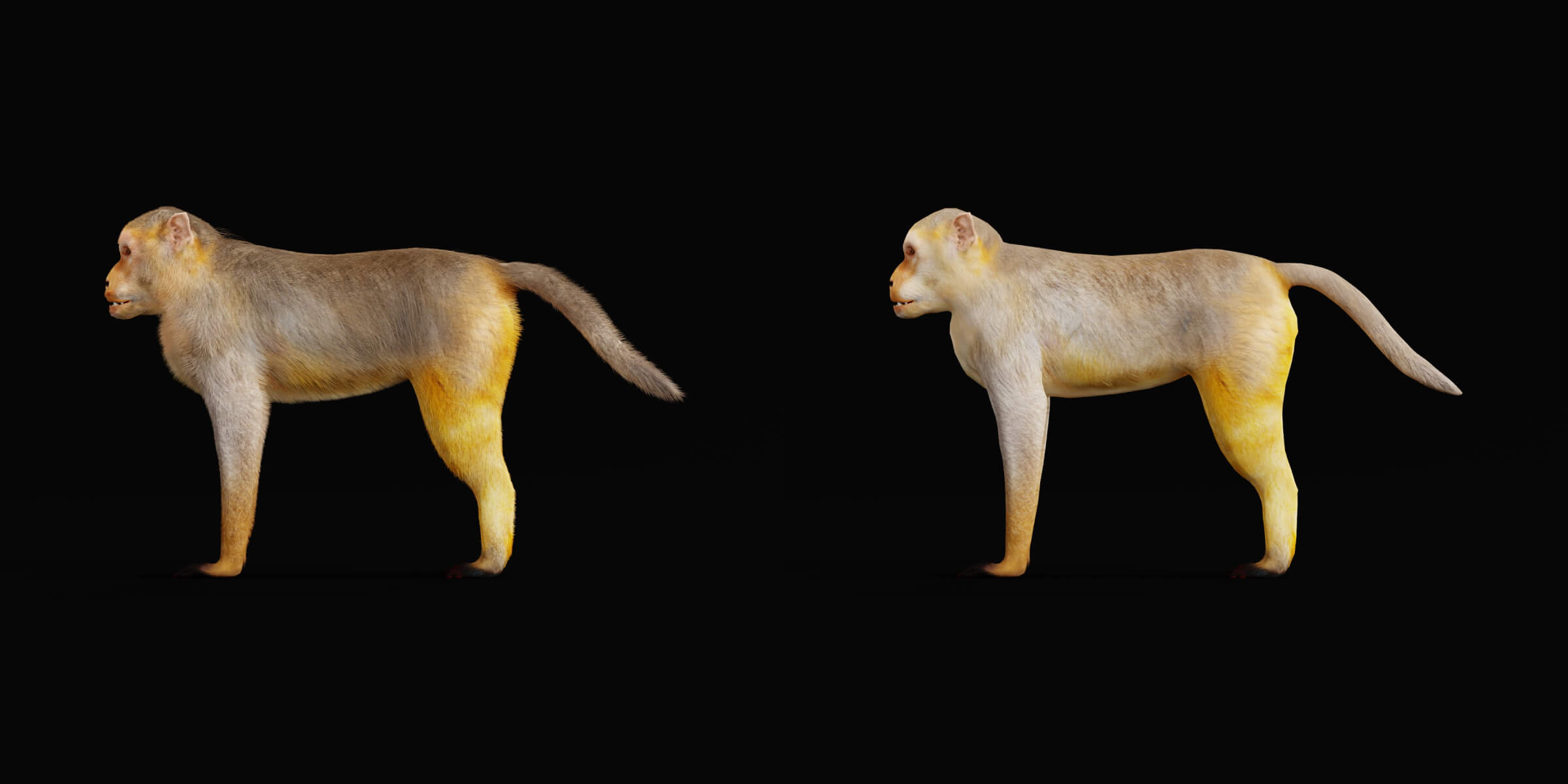 Rhesus Macaque Monkey 3D Model