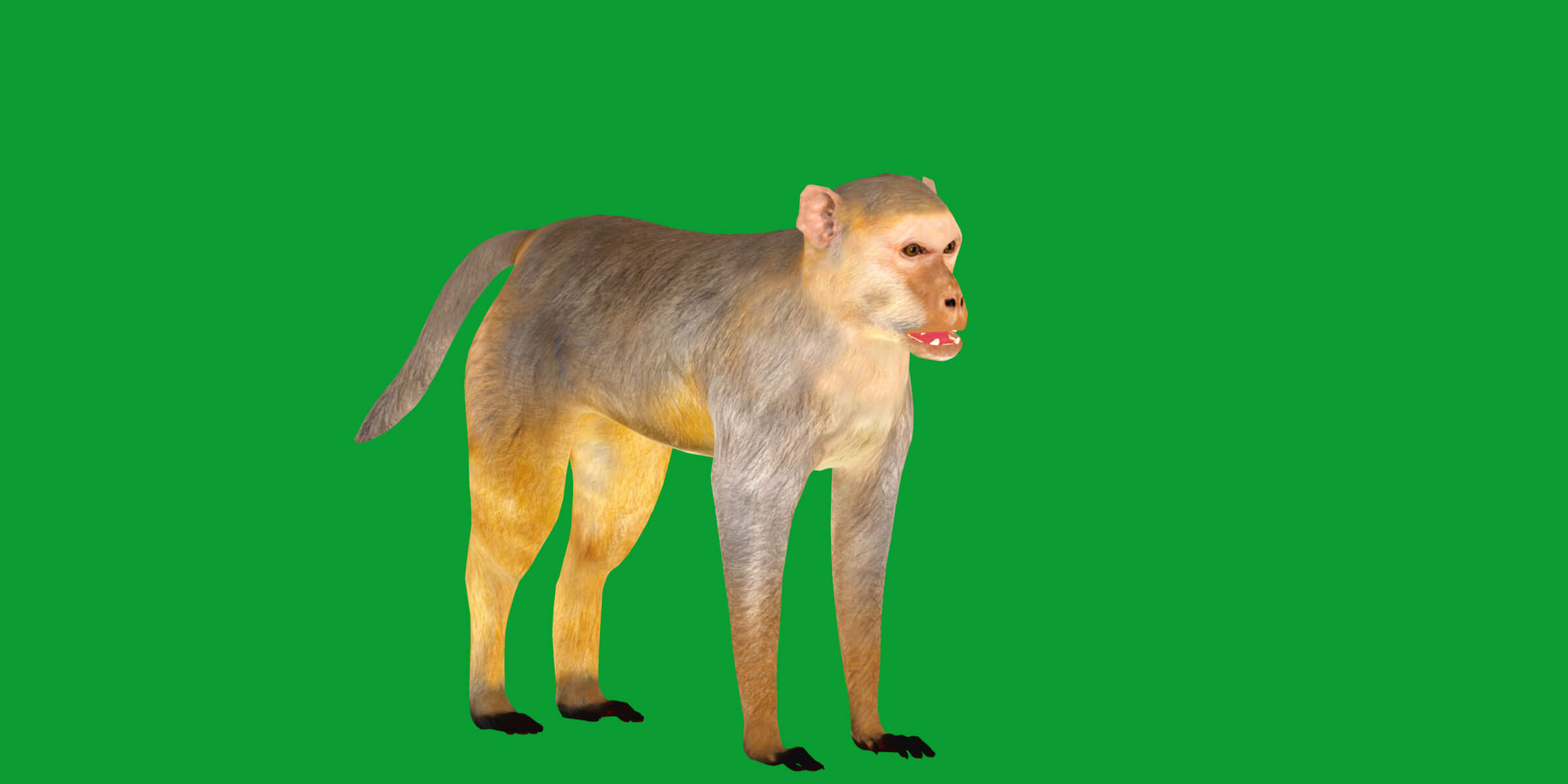 Rhesus Macaque Monkey 3D Model
