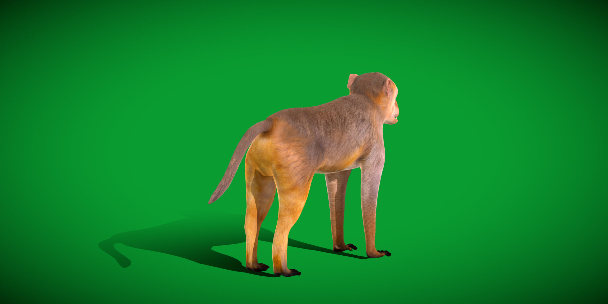 Rhesus Macaque Monkey 3D Model