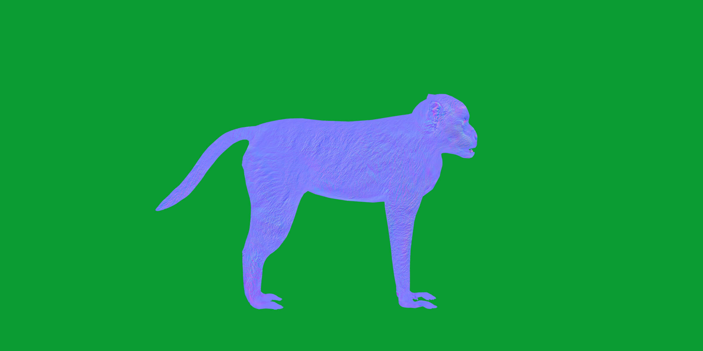 Rhesus Macaque Monkey 3D Model