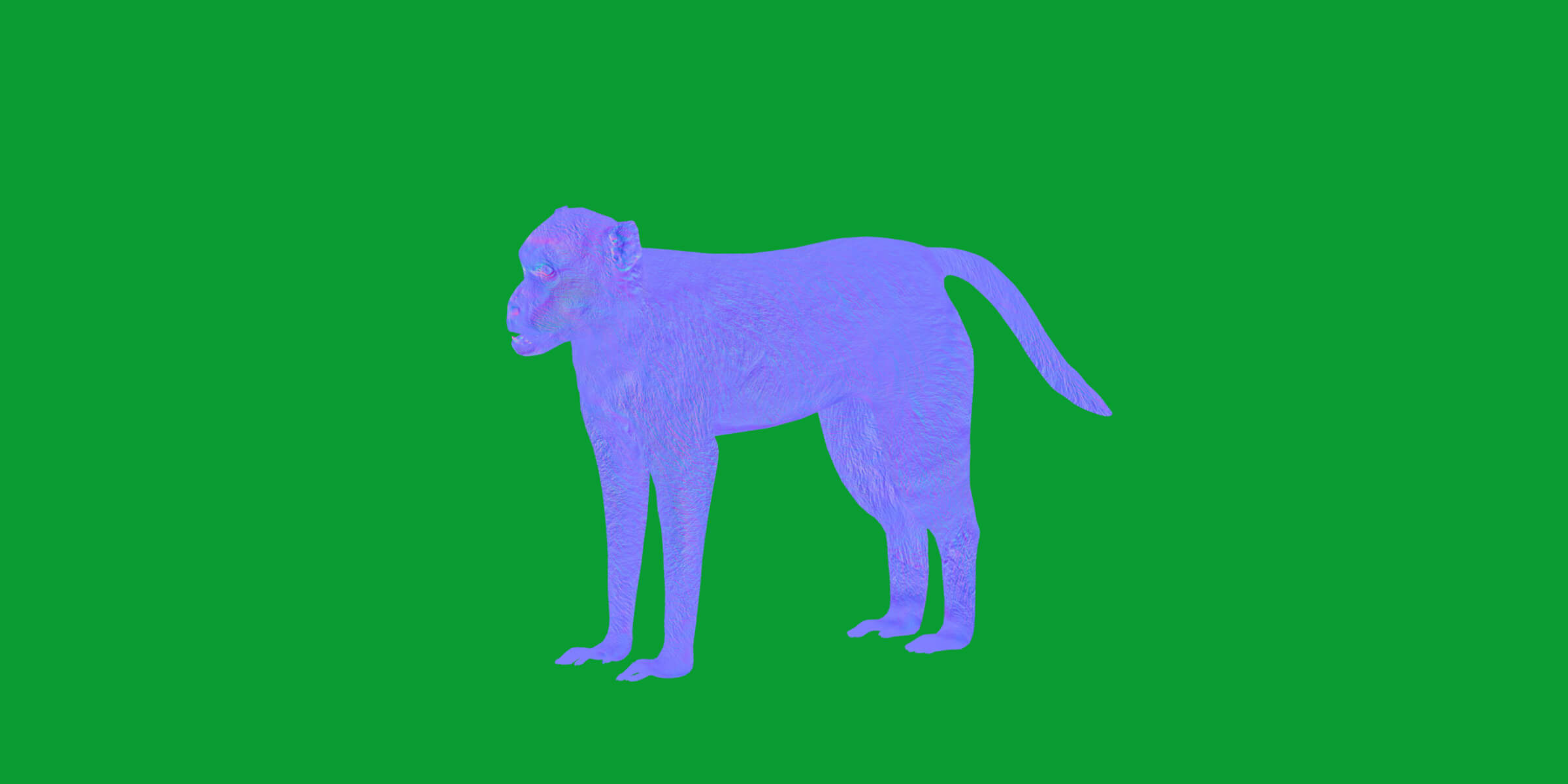 Rhesus Macaque Monkey 3D Model