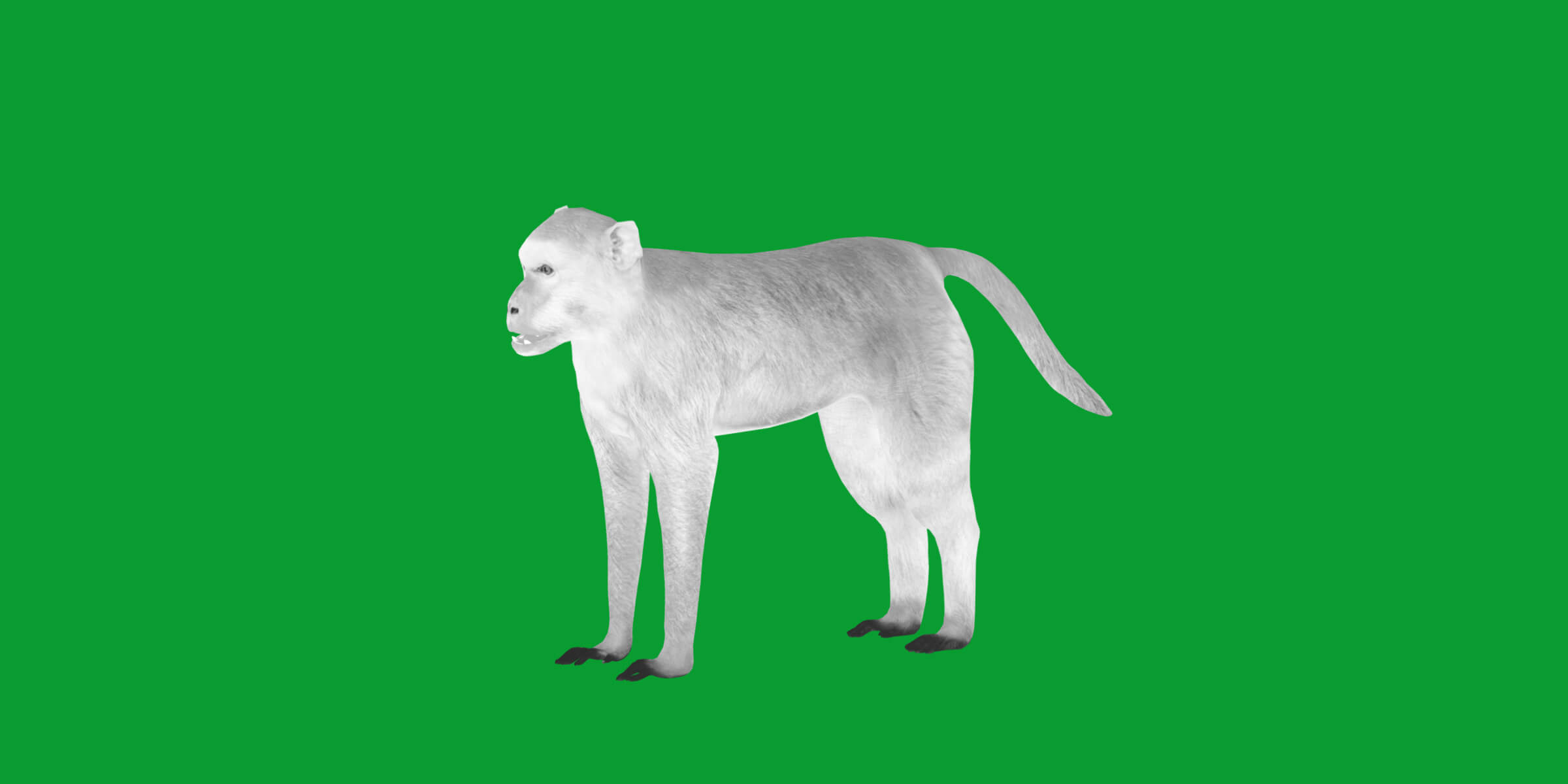 Rhesus Macaque Monkey 3D Model