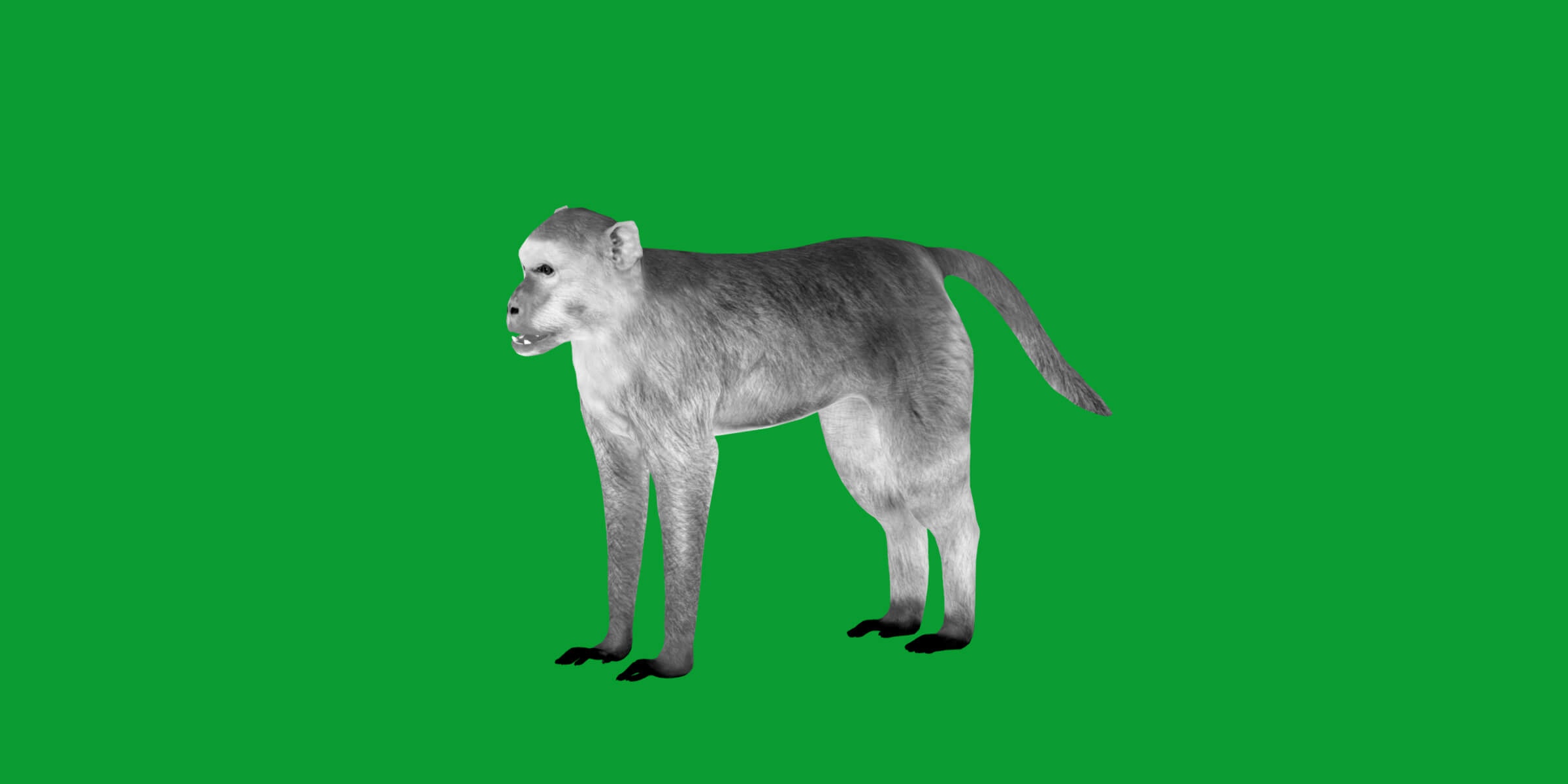 Rhesus Macaque Monkey 3D Model
