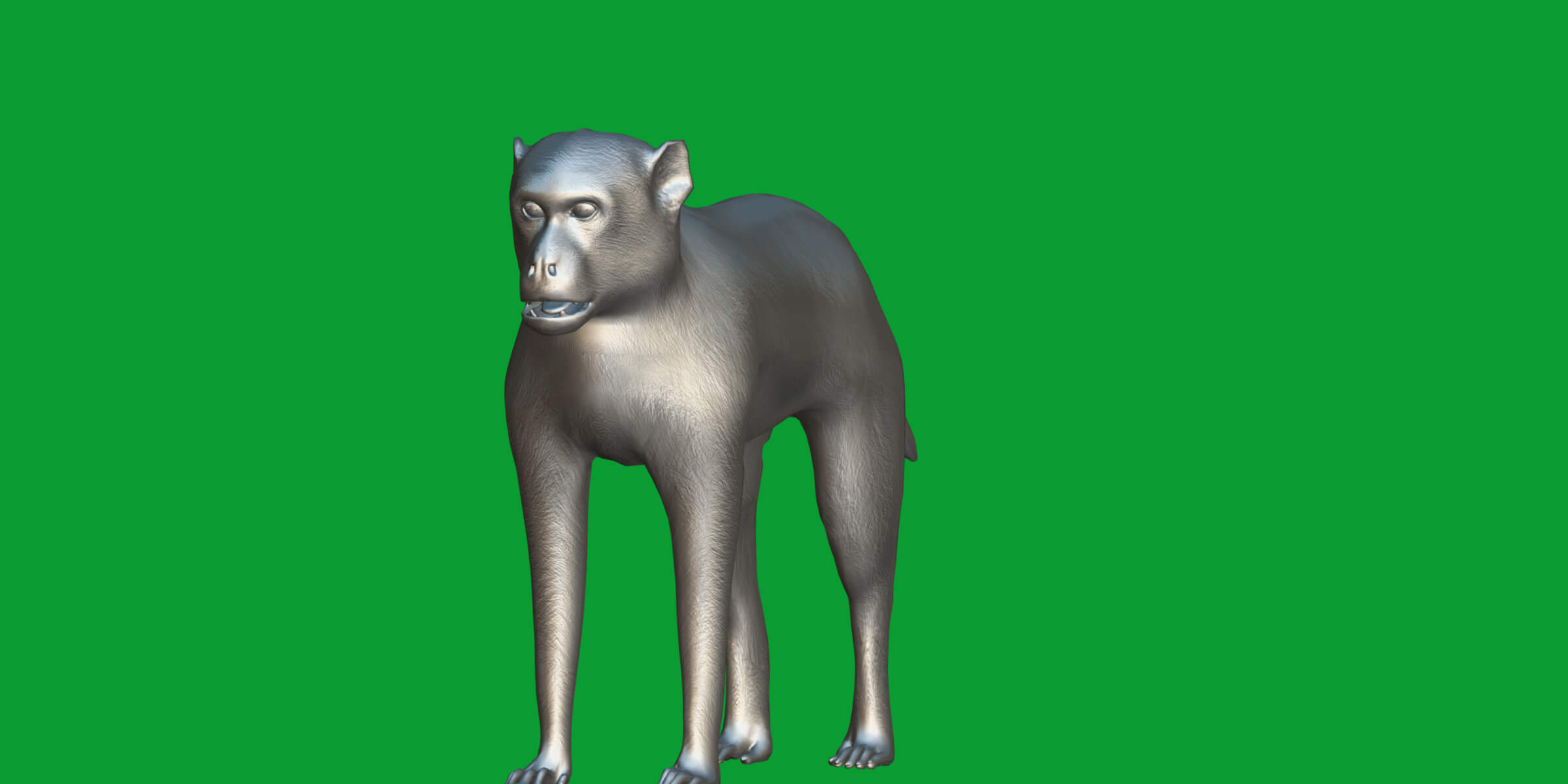 Rhesus Macaque Monkey 3D Model