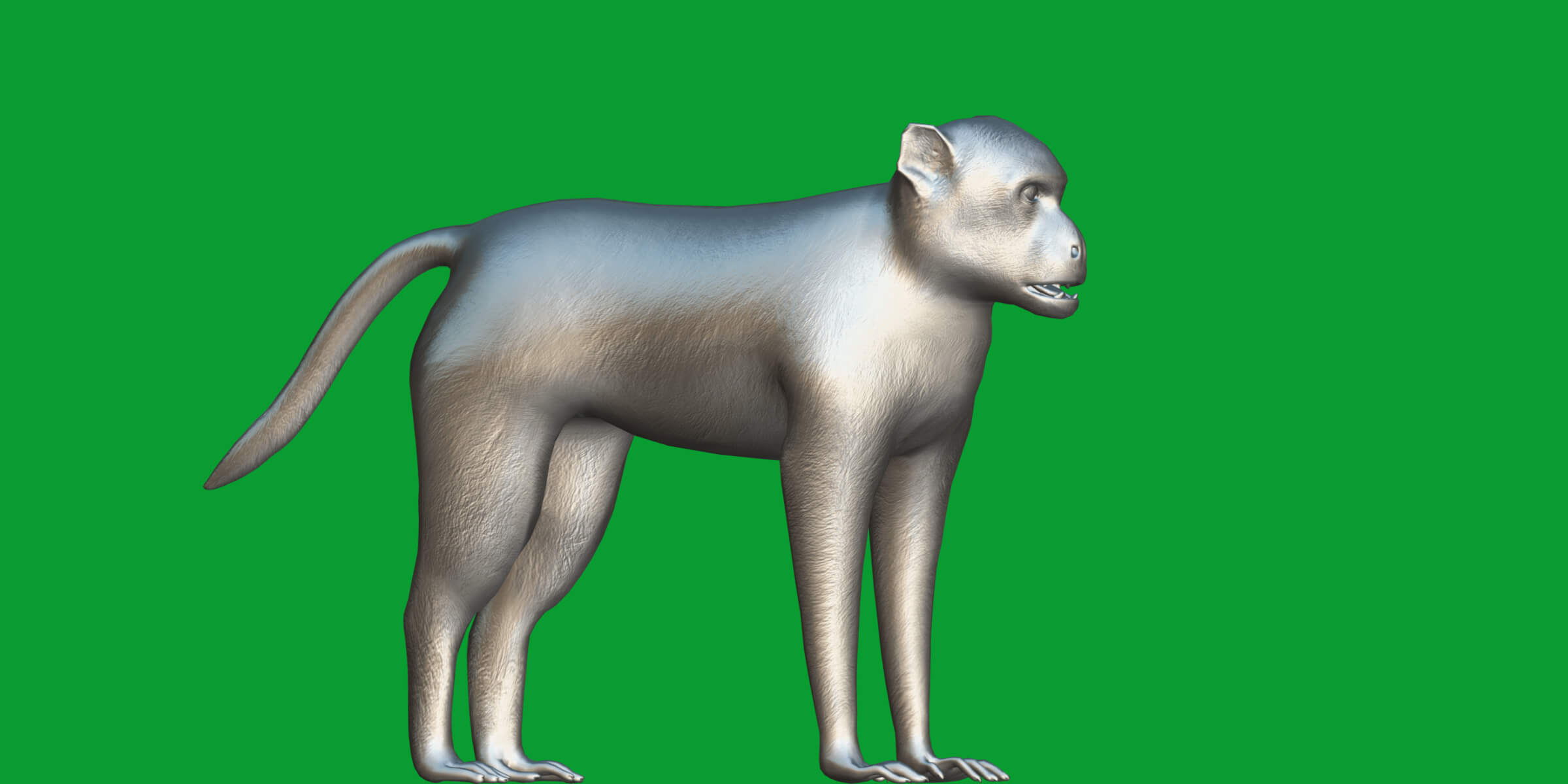 Rhesus Macaque Monkey 3D Model