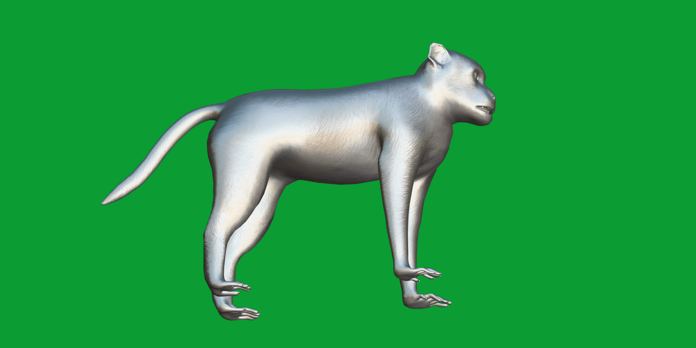 Rhesus Macaque Monkey 3D Model