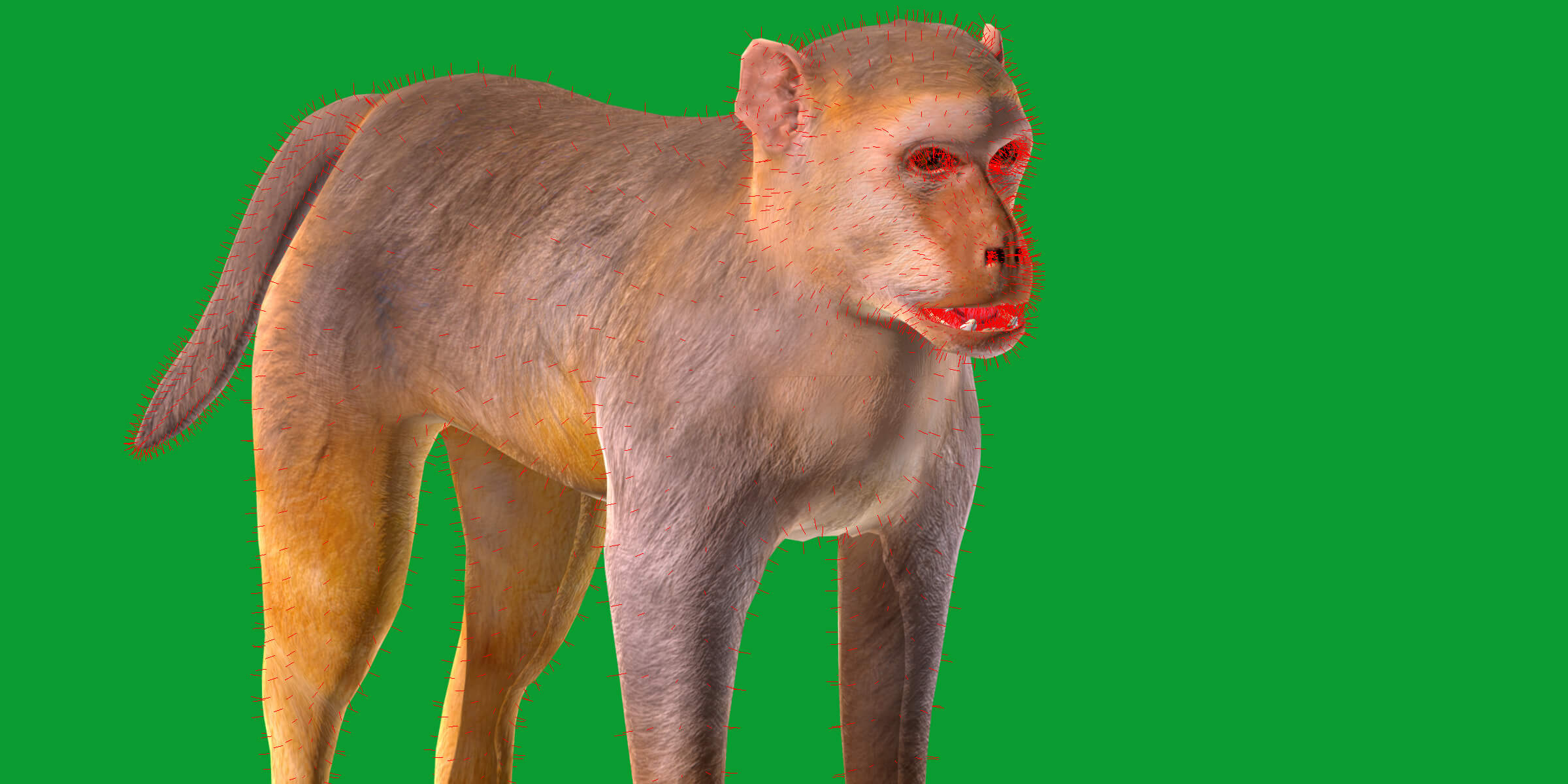 Rhesus Macaque Monkey 3D Model