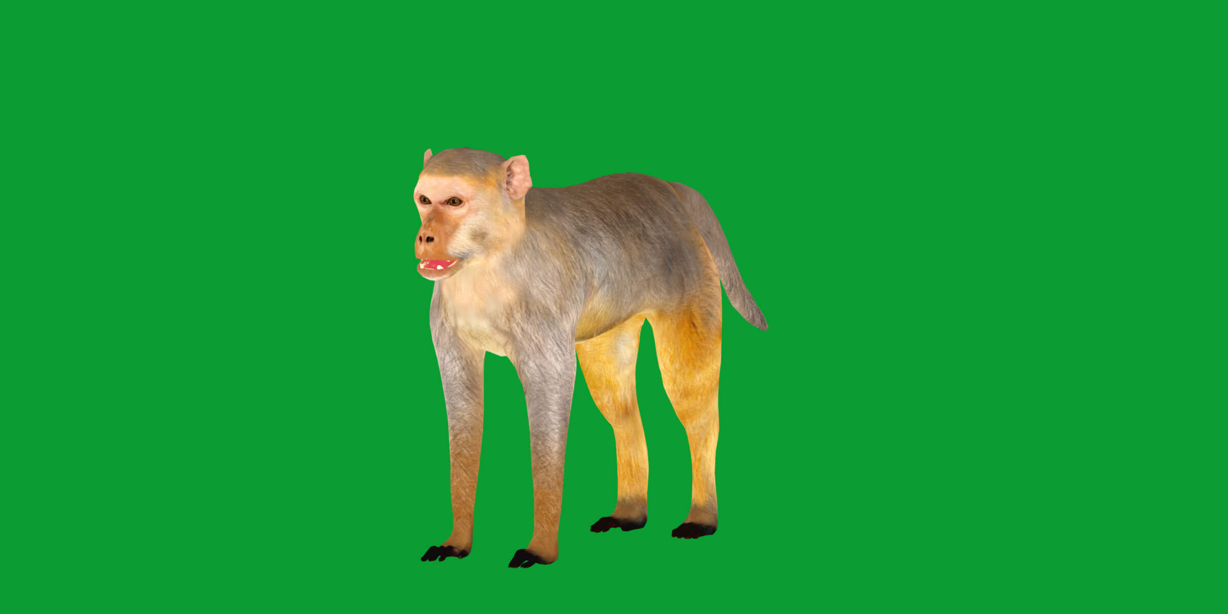 Rhesus Macaque Monkey 3D Model