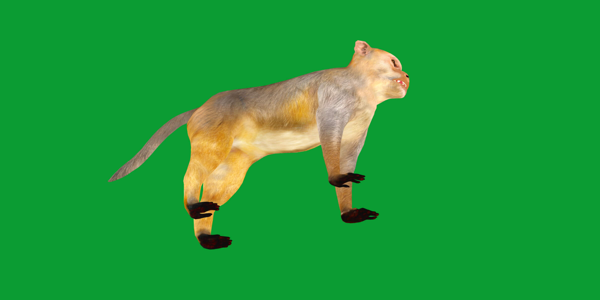 Rhesus Macaque Monkey 3D Model
