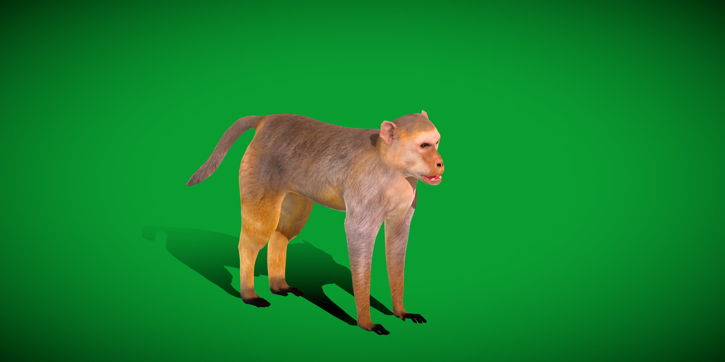Rhesus Macaque Monkey 3D Model