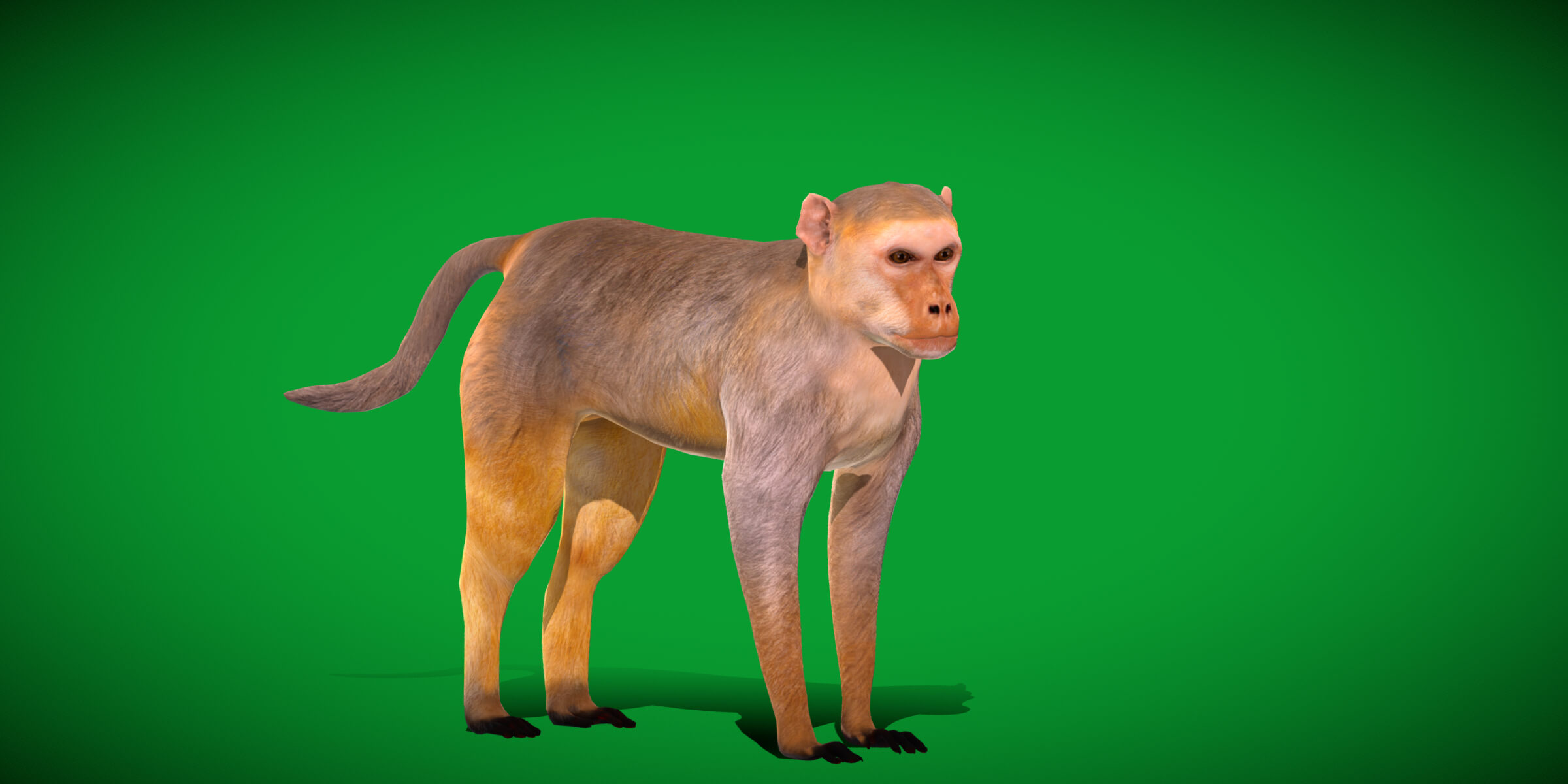 Rhesus Macaque Monkey 3D Model