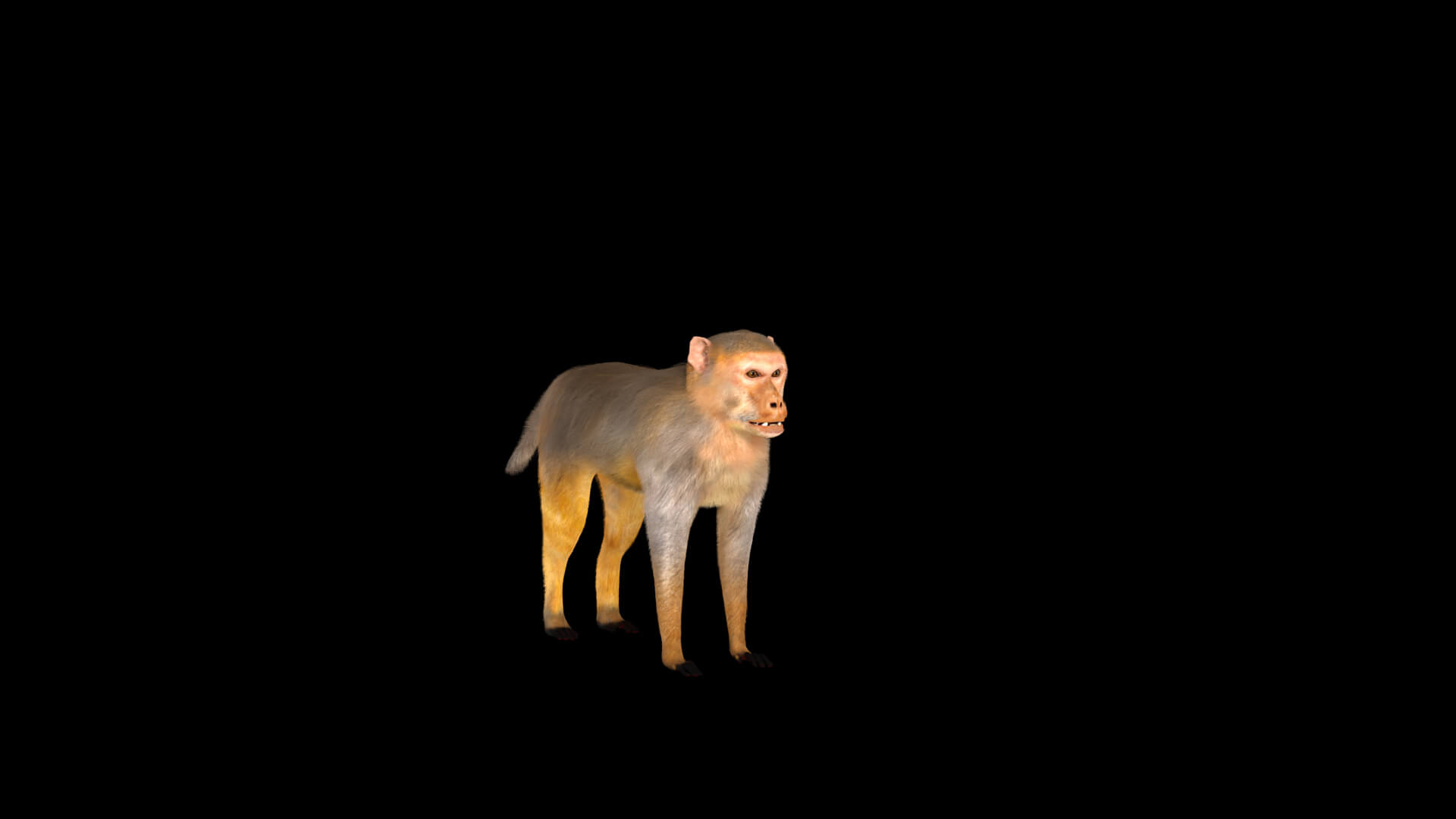 Rhesus Macaque Monkey 3D Model