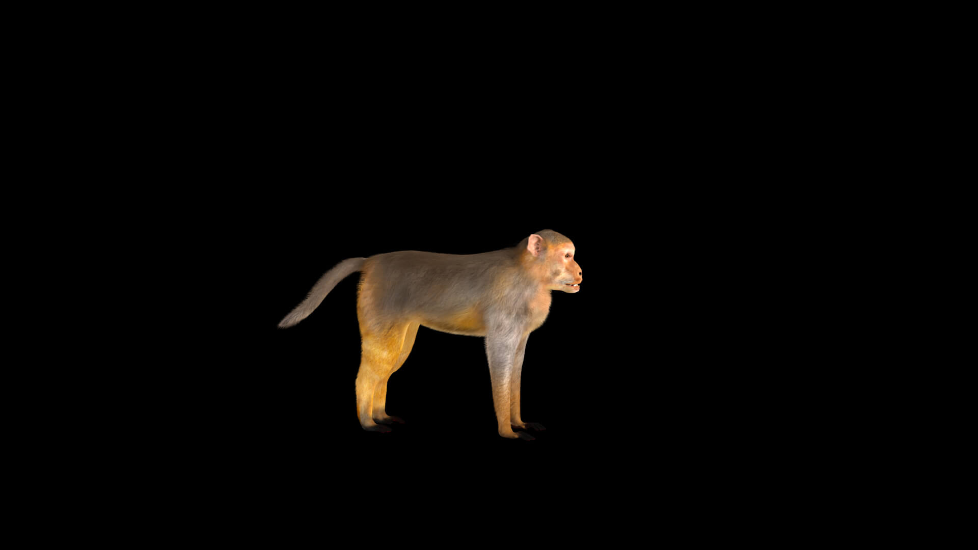 Rhesus Macaque Monkey 3D Model