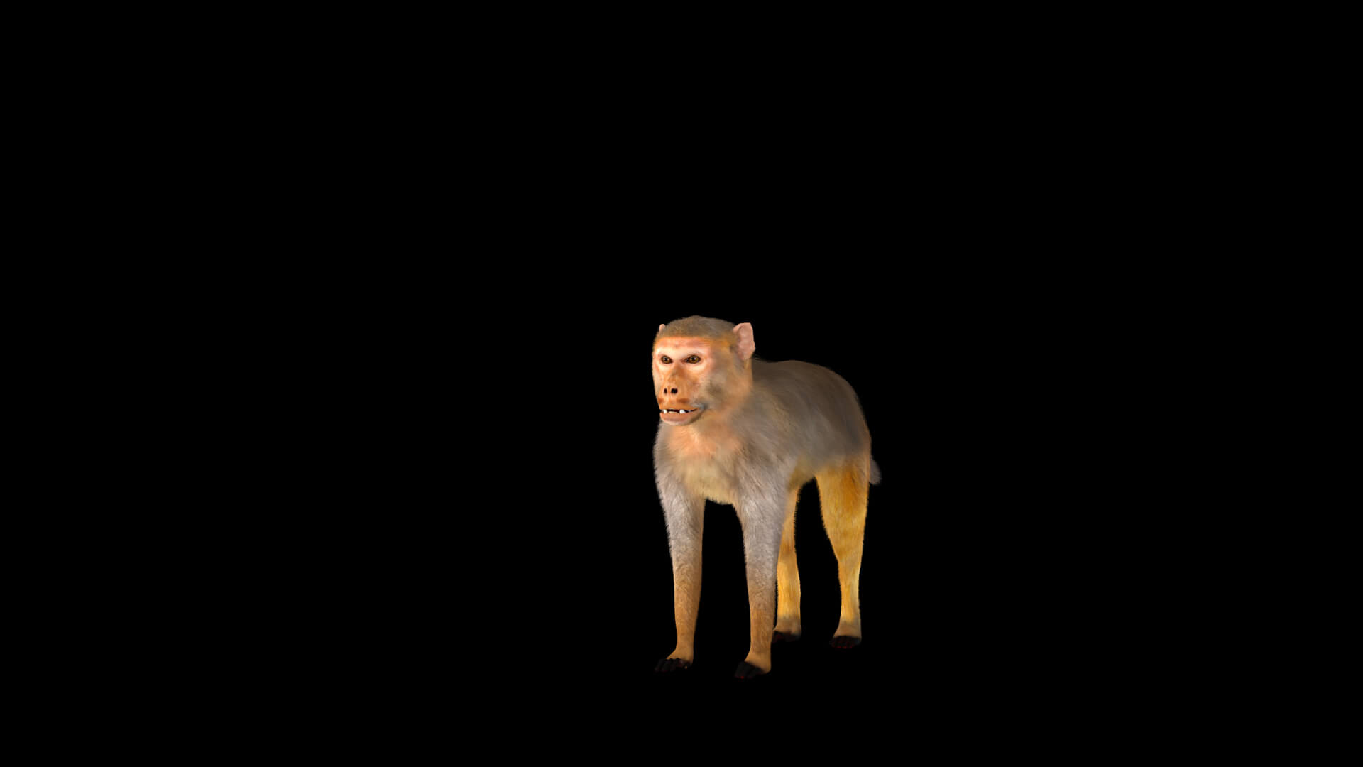 Rhesus Macaque Monkey 3D Model