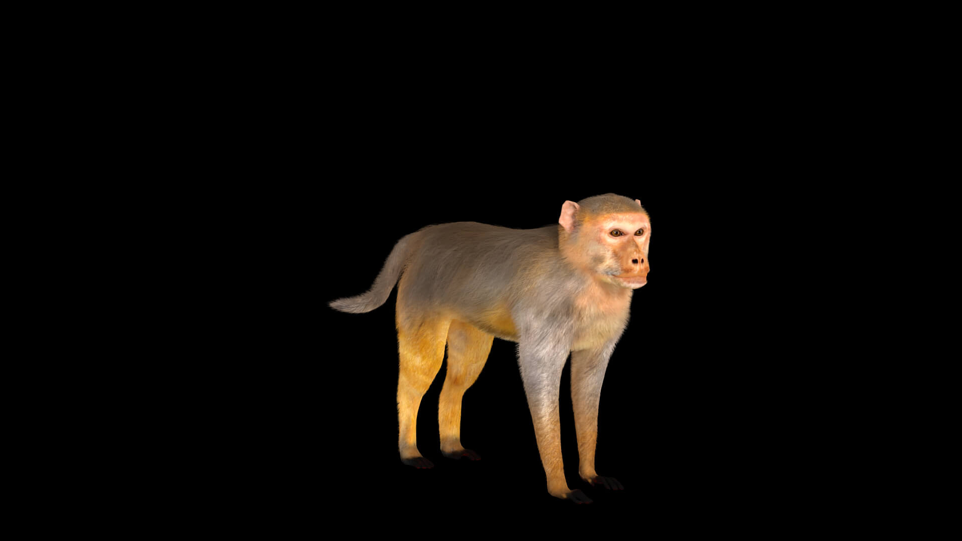 Rhesus Macaque Monkey 3D Model